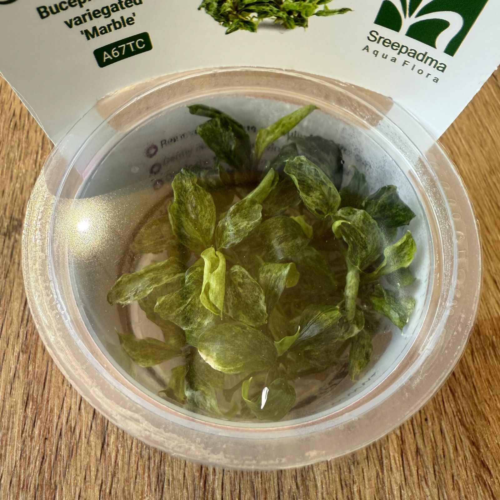 ブセファランドラsp.マーブル 組織培養