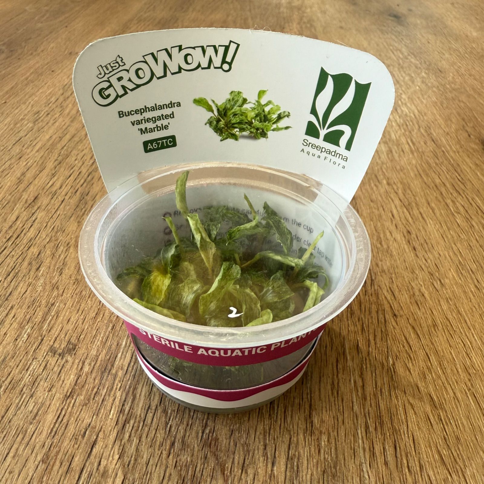 ブセファランドラsp.マーブル 組織培養 1カップ 水草 魚用品 水草 ペット用品