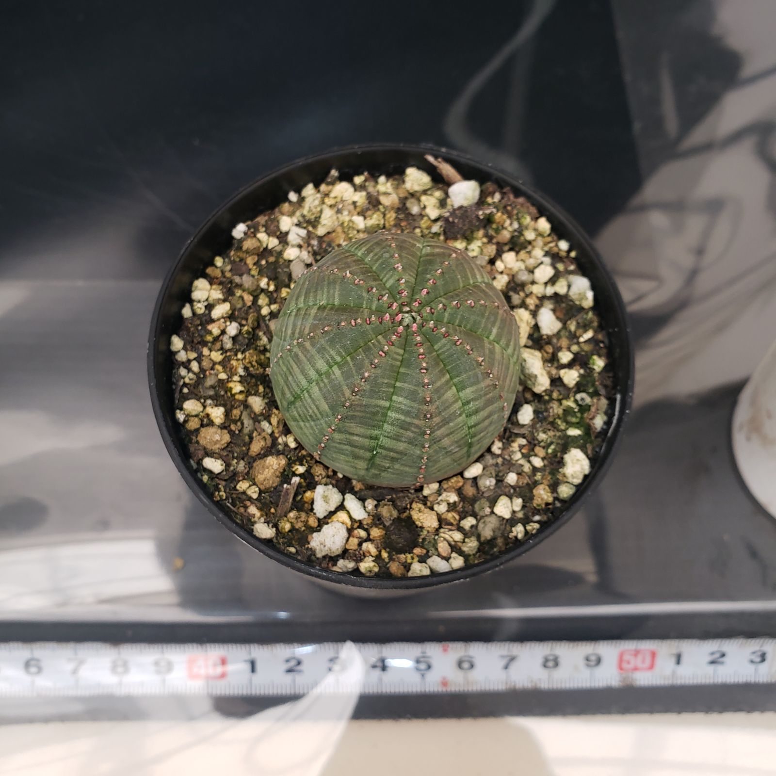 D178【自社養生株】ユーフォルビア オベサ（発根株・鉢植え