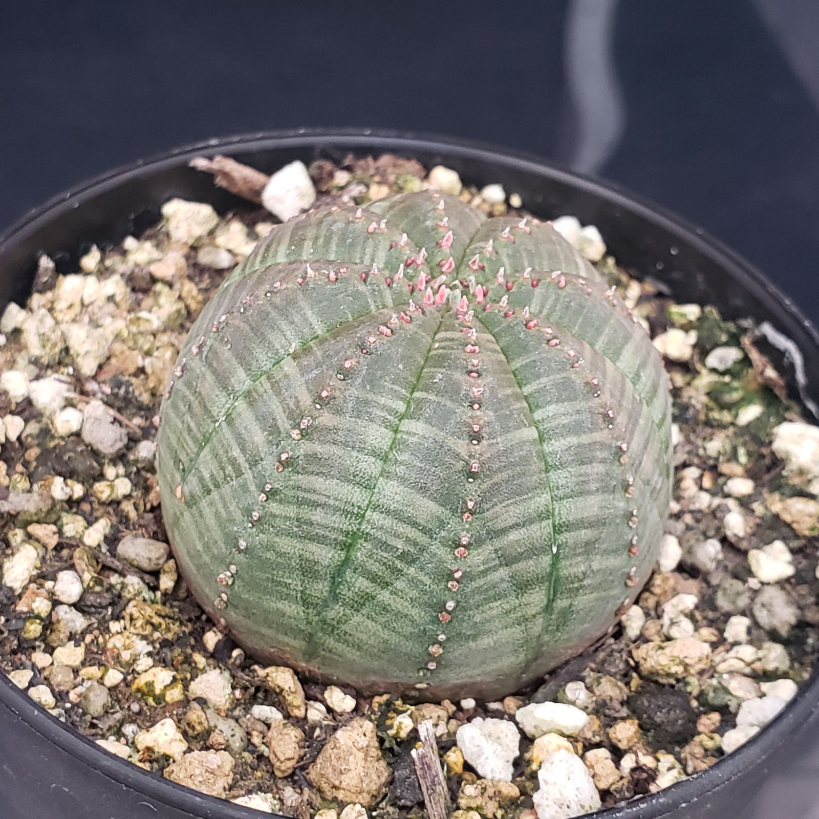 D178【自社養生株】ユーフォルビア オベサ（発根株・鉢植え