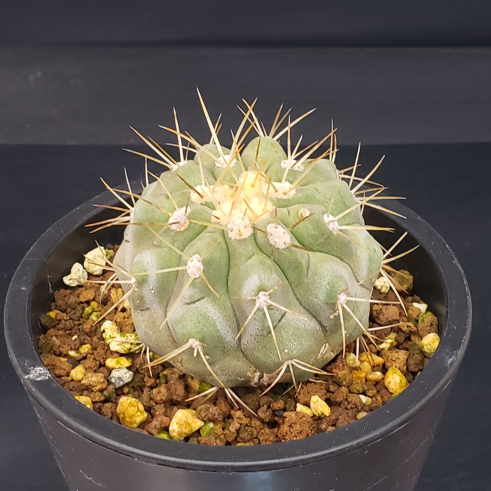 レアサボテンコレクション・コピアポア属・ハセルトニアナ(現地球)inわけけのお店 レアサボテンコレクション・コピアポア属・ハセルトニアナ(現地球)in