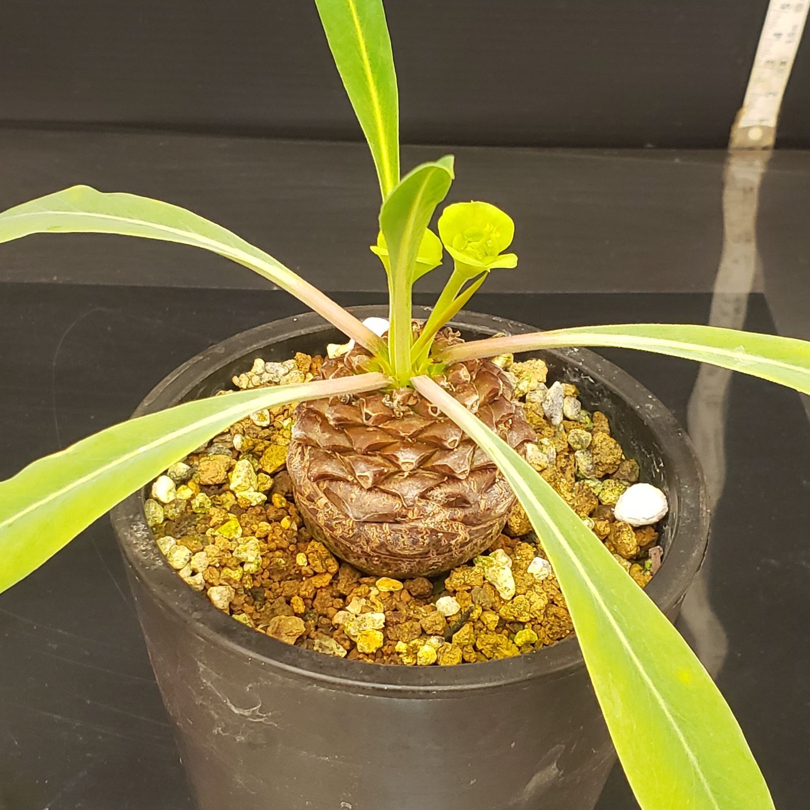 D184【自社養生株】ユーフォルビア ブプレウリフォリア 雌株花付き（発