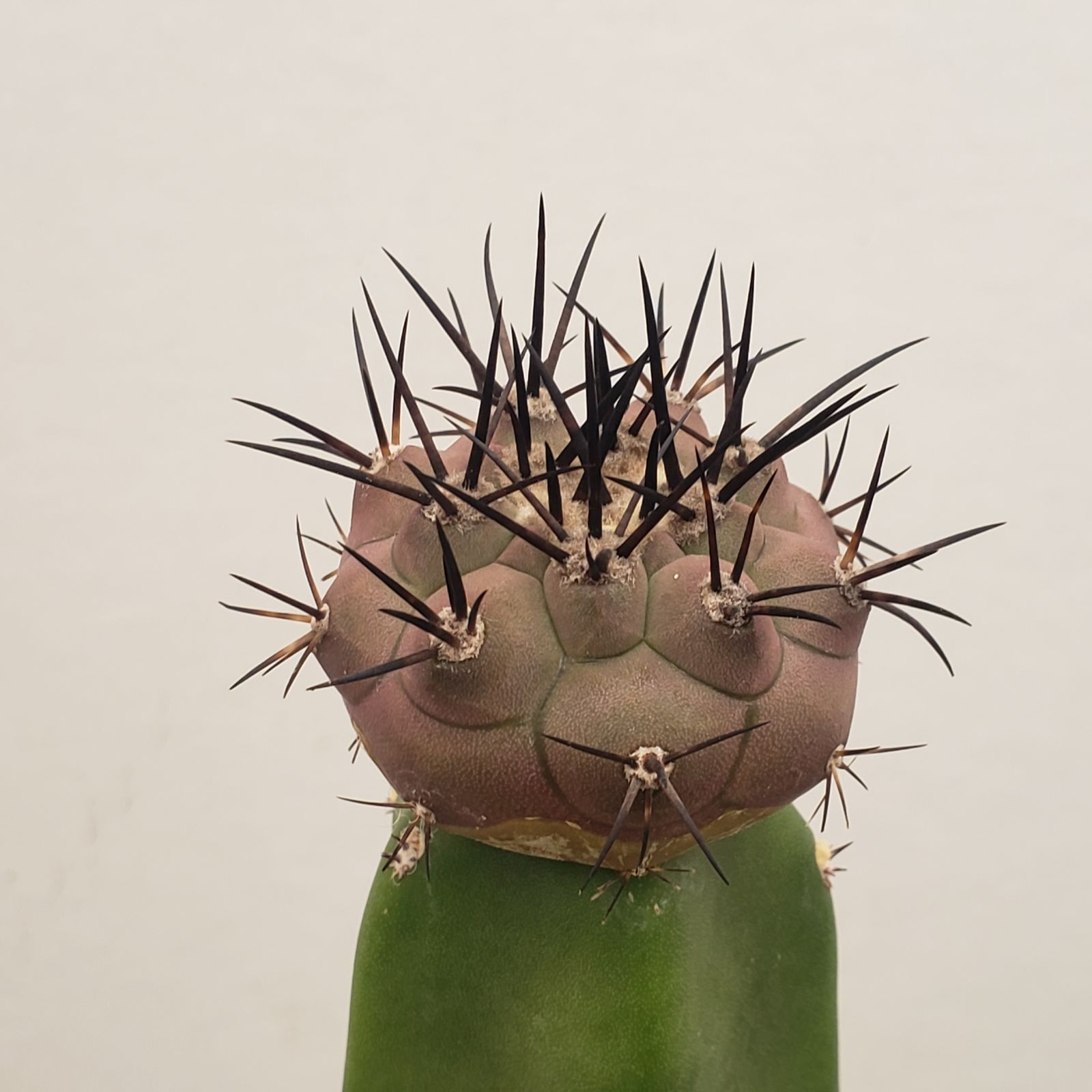 D189【自社養生株】コピアポア 黒王丸（接ぎ木・発根株・鉢植え