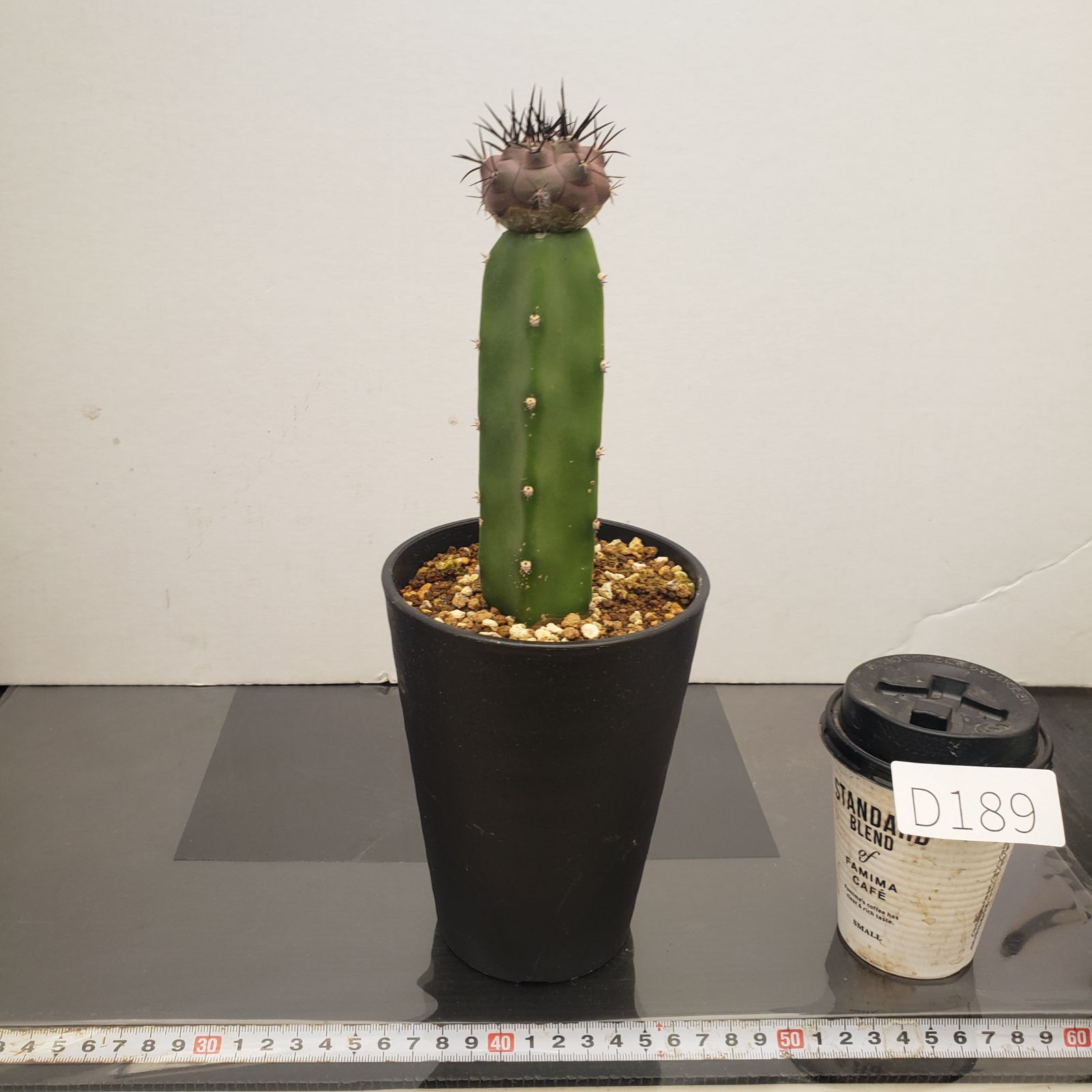 D189【自社養生株】コピアポア 黒王丸（接ぎ木・発根株・鉢植え