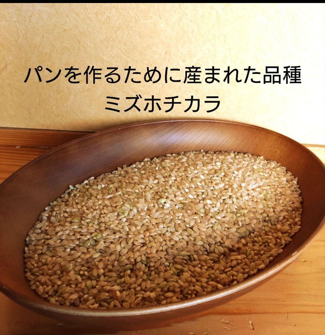 令和7年 自然栽培米 ミズホチカラ10kg玄米 【公式通販】