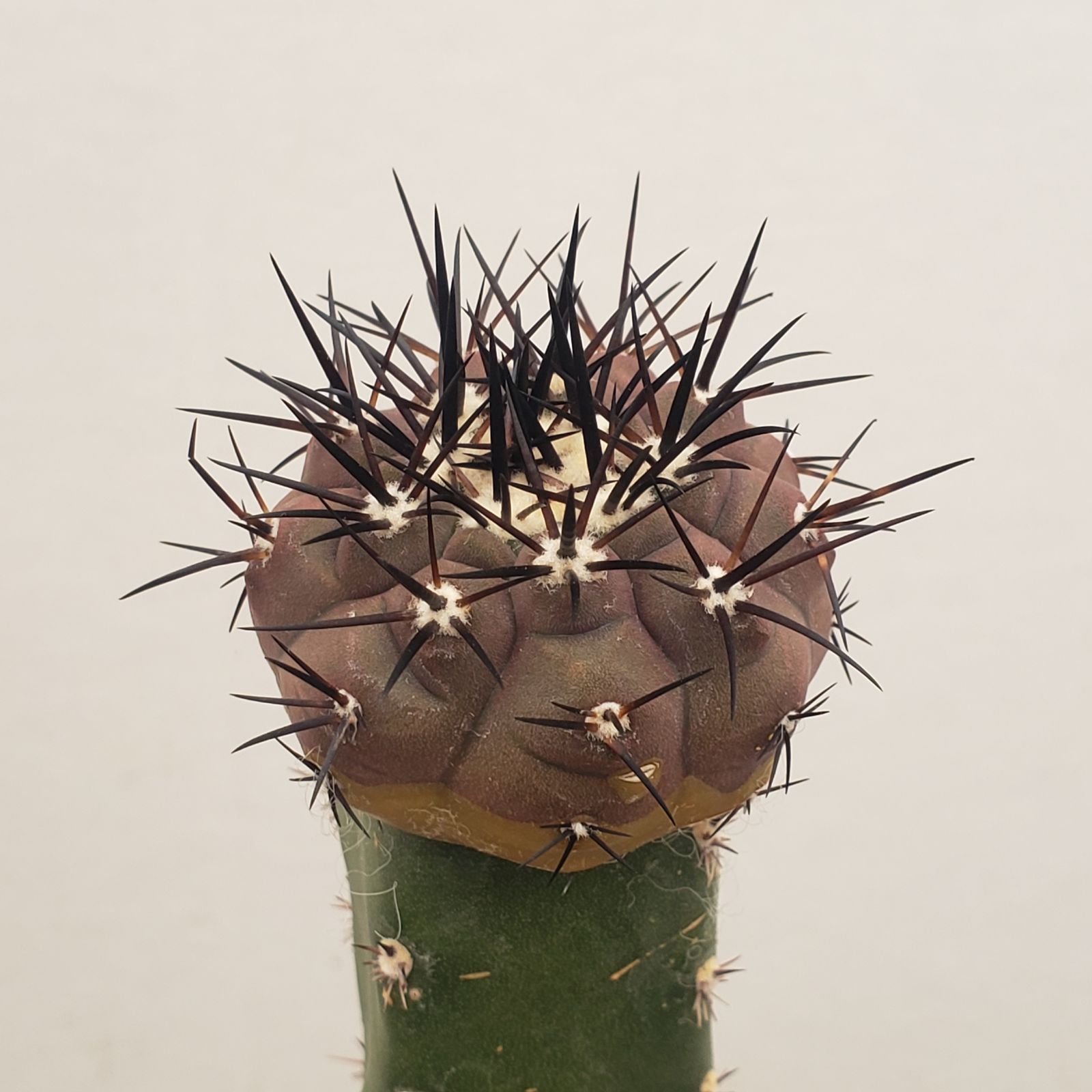 超 特 良！コピアポア 黒王丸 接木 鉢ごと発送 サボテン多肉植物 D190【自社養生株】コピアポア 黒王丸（接ぎ木・発根株・鉢植え