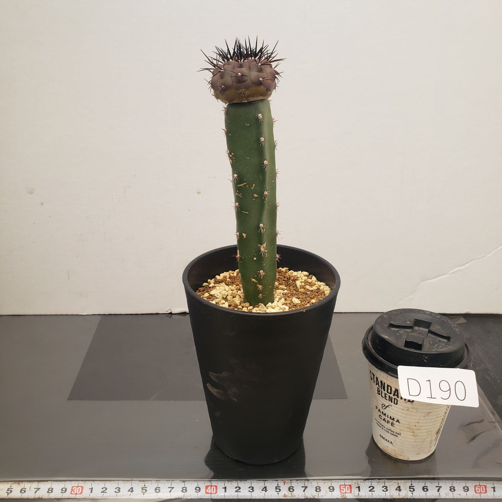 D190【自社養生株】コピアポア 黒王丸（接ぎ木・発根株・鉢植え