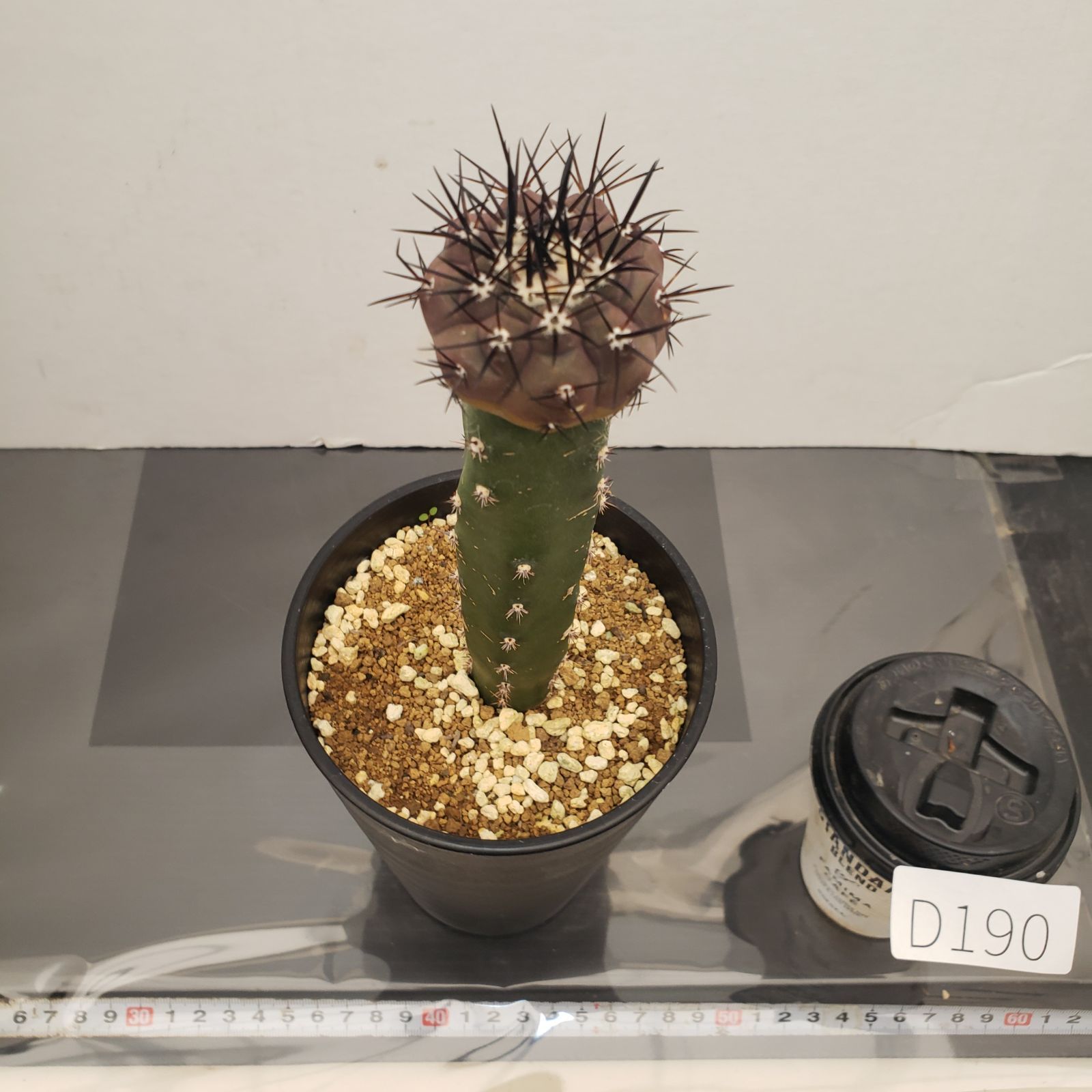 D190【自社養生株】コピアポア 黒王丸（接ぎ木・発根株・鉢植え