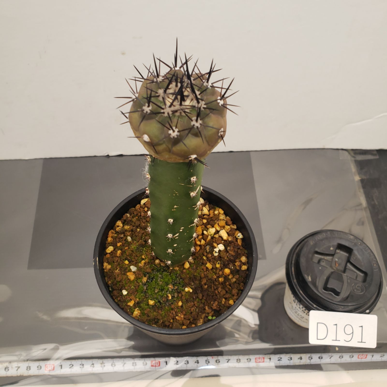 D191【自社養生株】コピアポア 黒王丸（接ぎ木・発根株・鉢植え