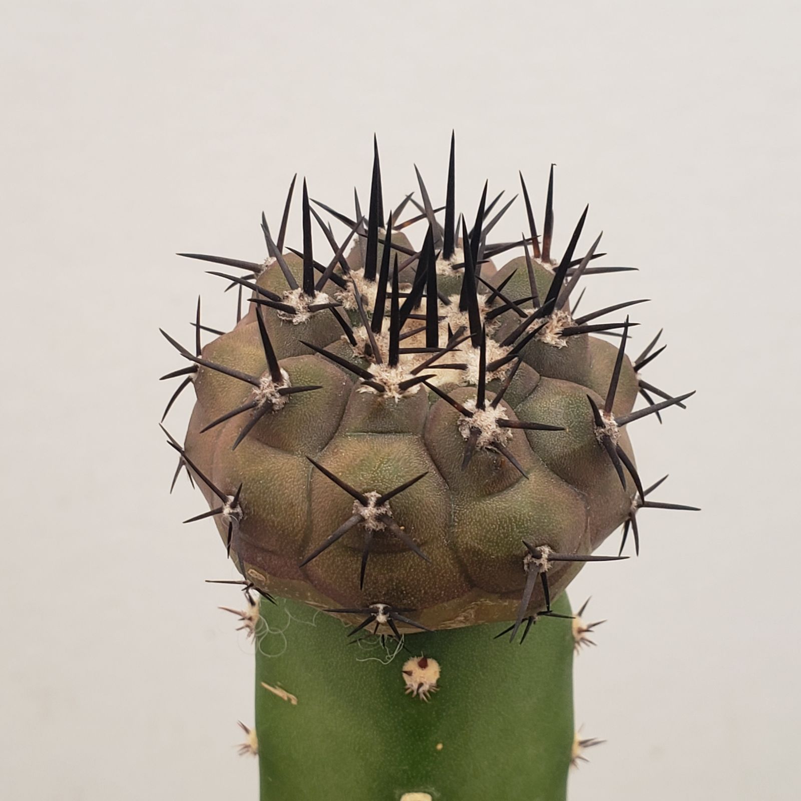 D193【自社養生株】コピアポア 黒王丸（接ぎ木・発根株・鉢植え