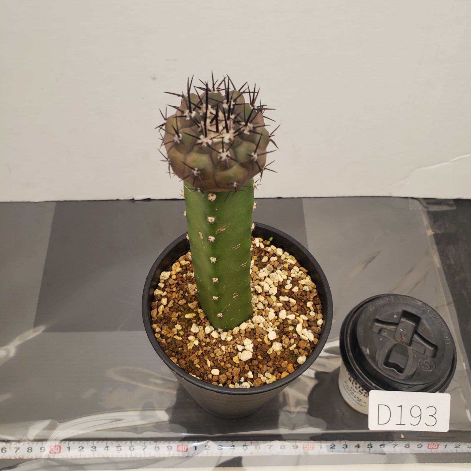 超 特 良！コピアポア 黒王丸 接木 鉢ごと発送 サボテン多肉植物 超 特 良！コピアポア 黒王丸 接木 鉢ごと発送 サボテン多肉植物