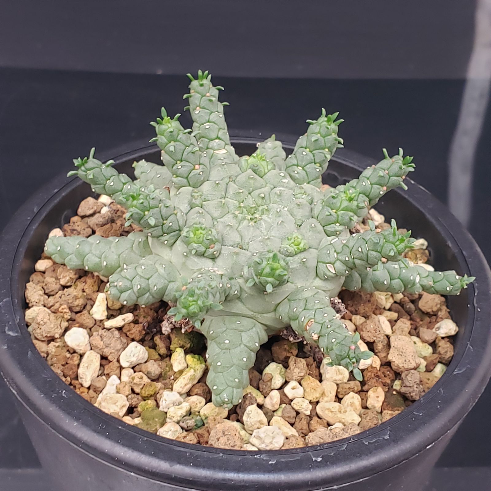 D195【自社養生株】ユーフォルビア ゴルゴニス（発根株・鉢植え