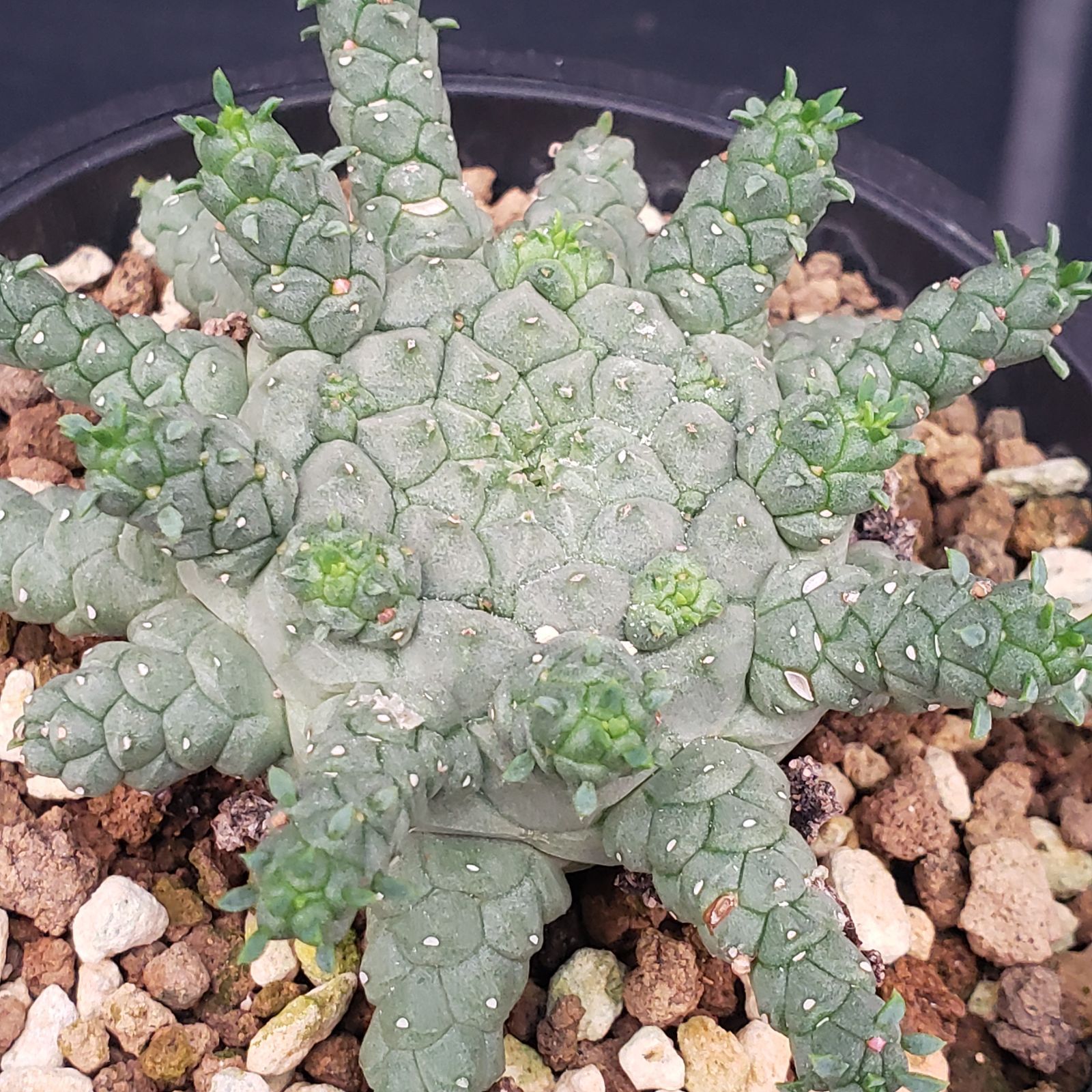 D195【自社養生株】ユーフォルビア ゴルゴニス（発根株・鉢植え