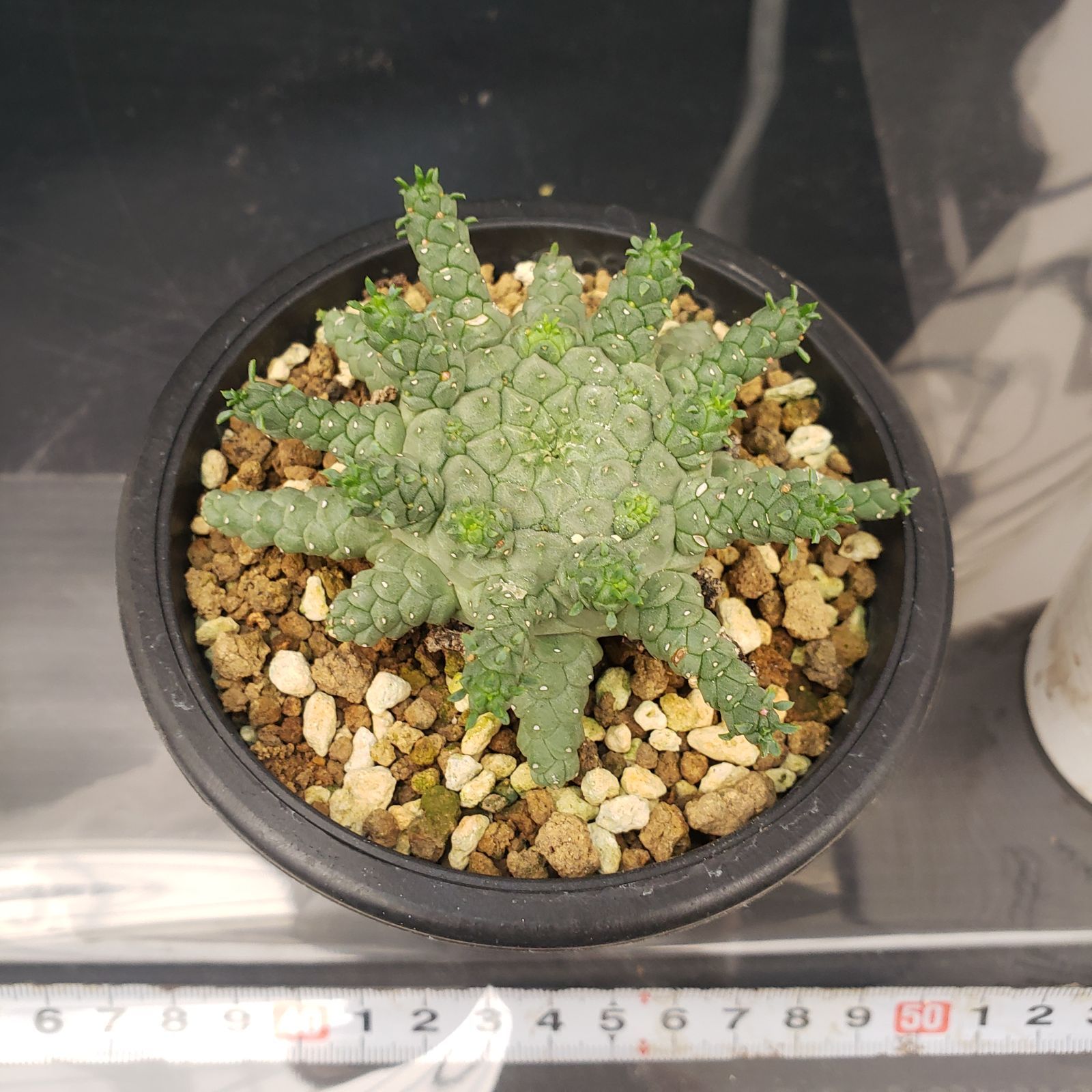 D195【自社養生株】ユーフォルビア ゴルゴニス（発根株・鉢植え