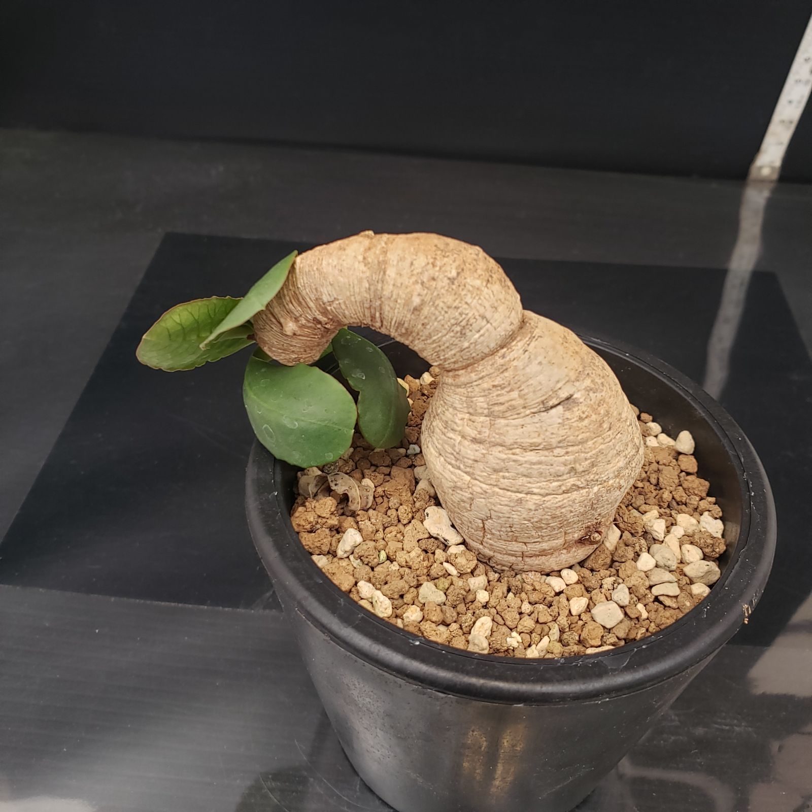 D198【自社養生株】ユーフォルビア プリムリフォリア（現地球・発根株