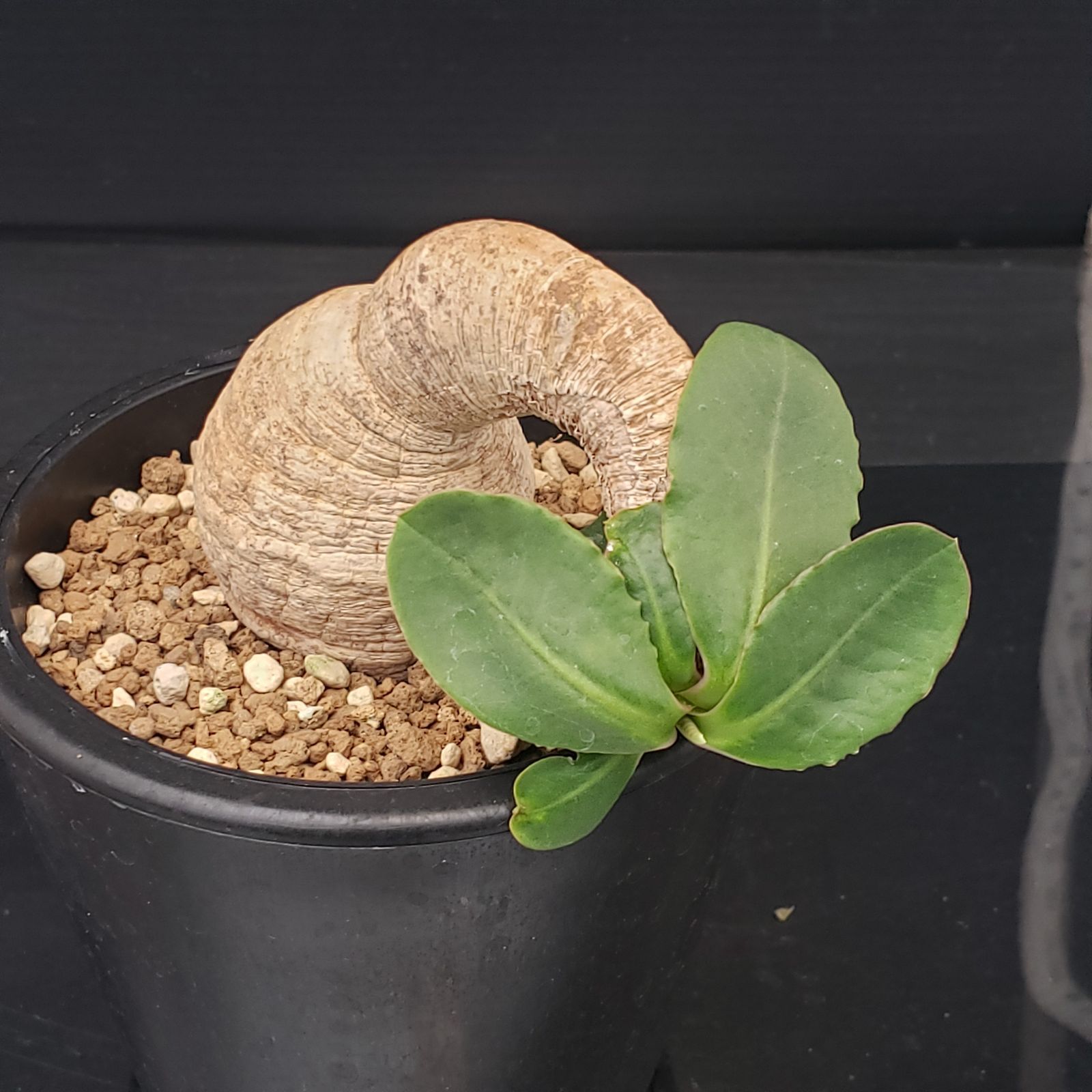 D198【自社養生株】ユーフォルビア プリムリフォリア（現地球・発根株