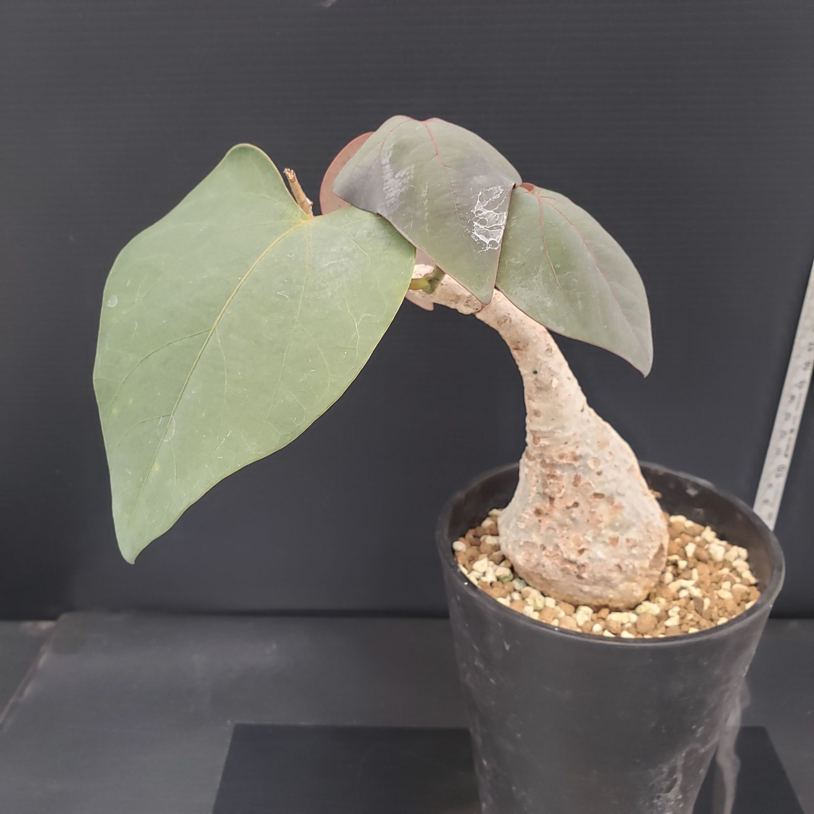 D200【自社養生株】アデニア スティローサ（現地球・発根株・鉢植え