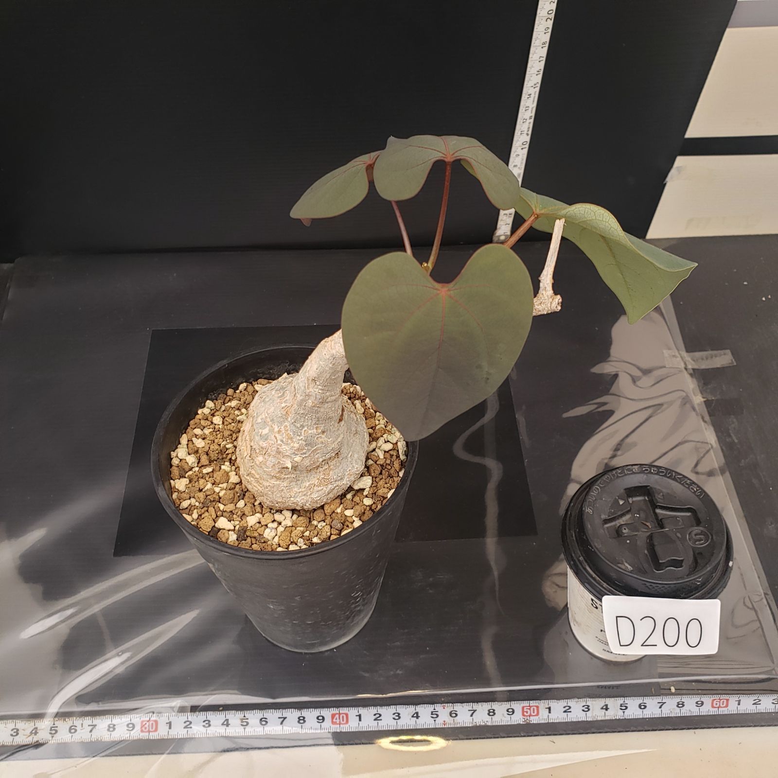 D200【自社養生株】アデニア スティローサ（現地球・発根株・鉢植え