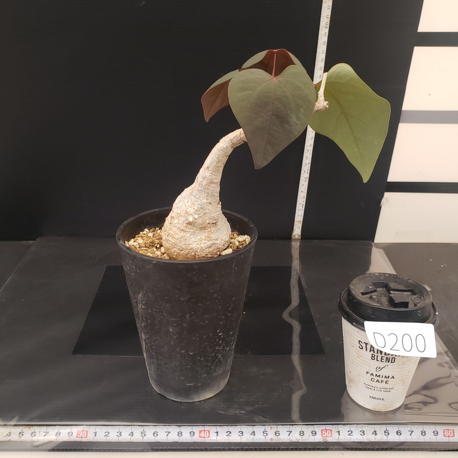 D200【自社養生株】アデニア スティローサ（現地球・発根株・鉢植え