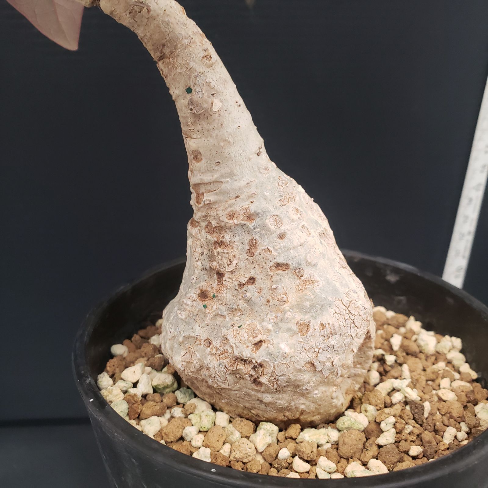 D200【自社養生株】アデニア スティローサ（現地球・発根株・鉢植え