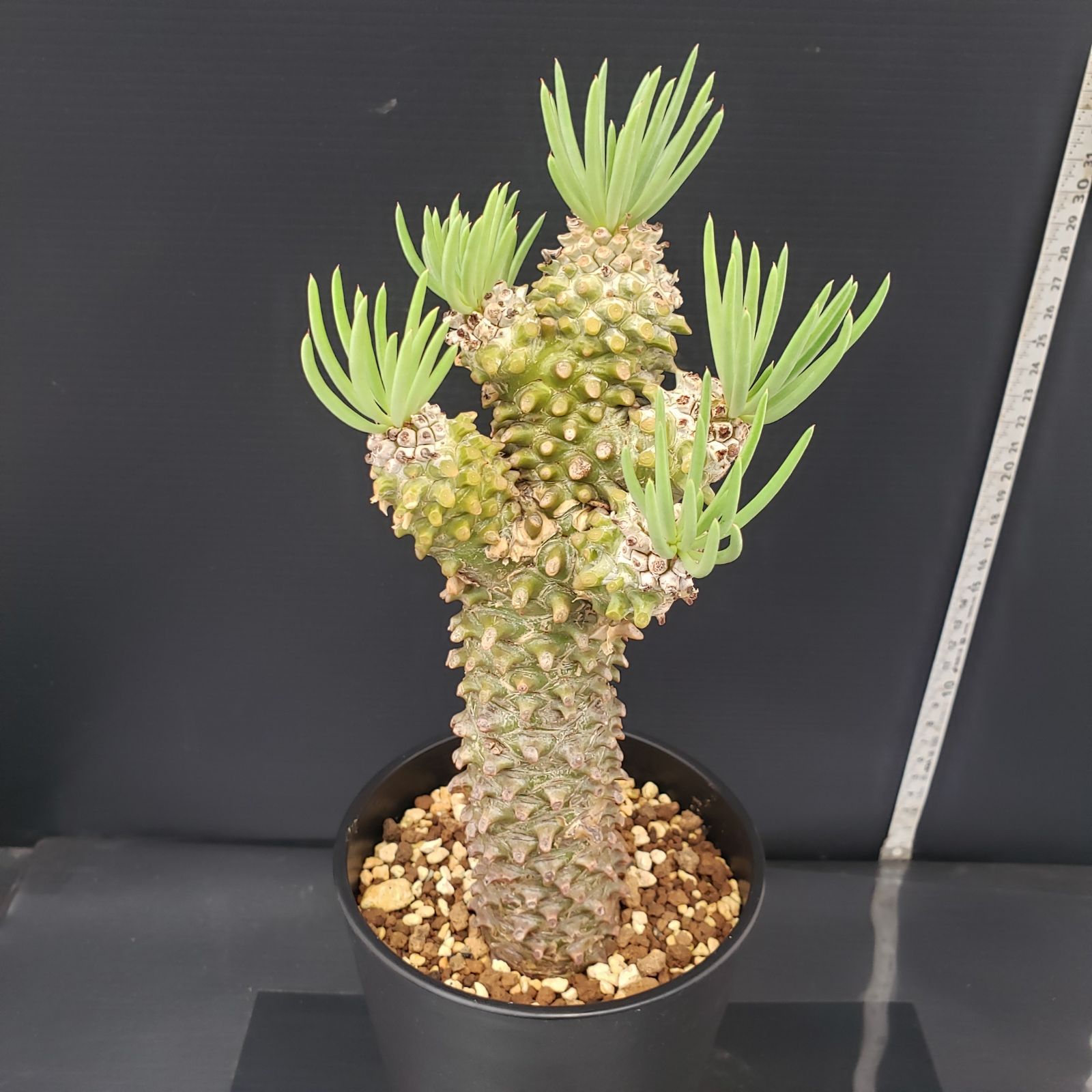 D211【自社養生株】チレコドン ワリチー（現地球・発根株・鉢植え