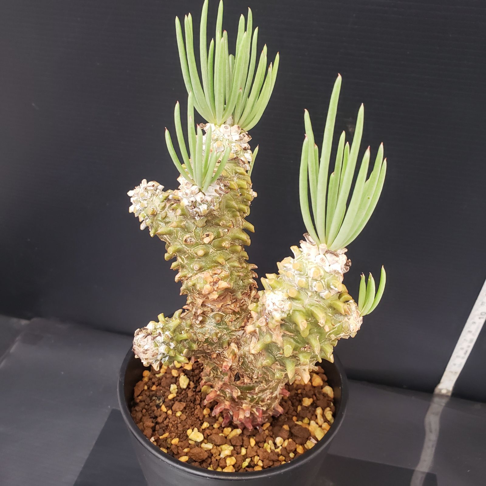 D213【自社養生株】チレコドン ワリチー（現地球・発根株・鉢植え