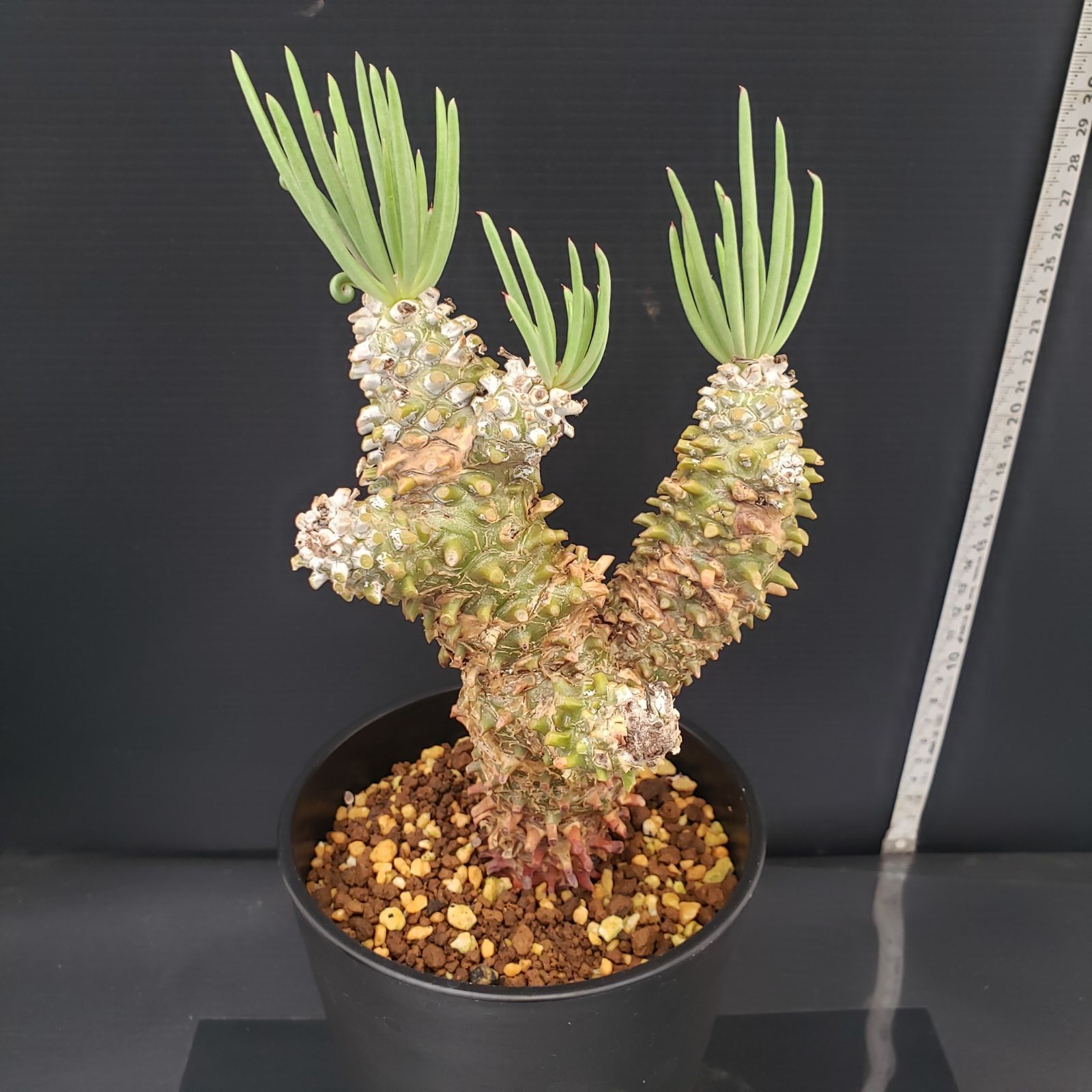 D213【自社養生株】チレコドン ワリチー（現地球・発根株・鉢植え