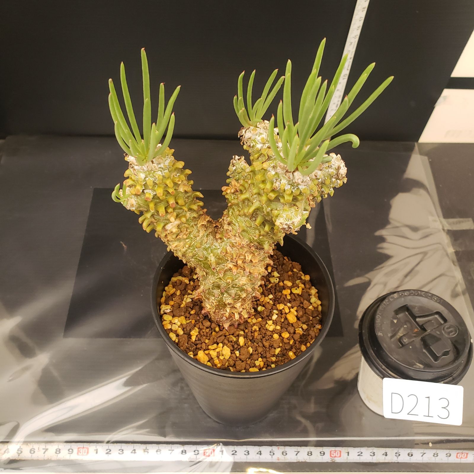 D213【自社養生株】チレコドン ワリチー（現地球・発根株・鉢植え