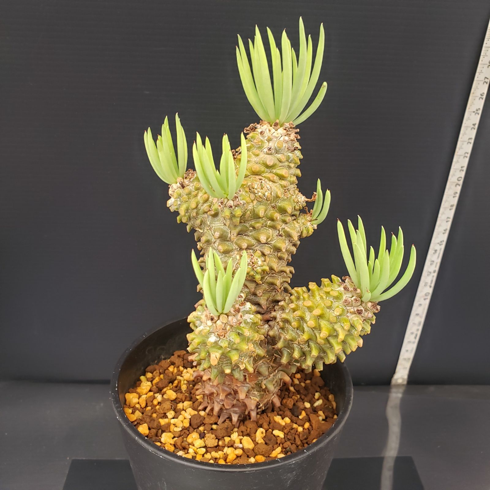 D214【自社養生株】チレコドン ワリチー（現地球・発根株・鉢植え