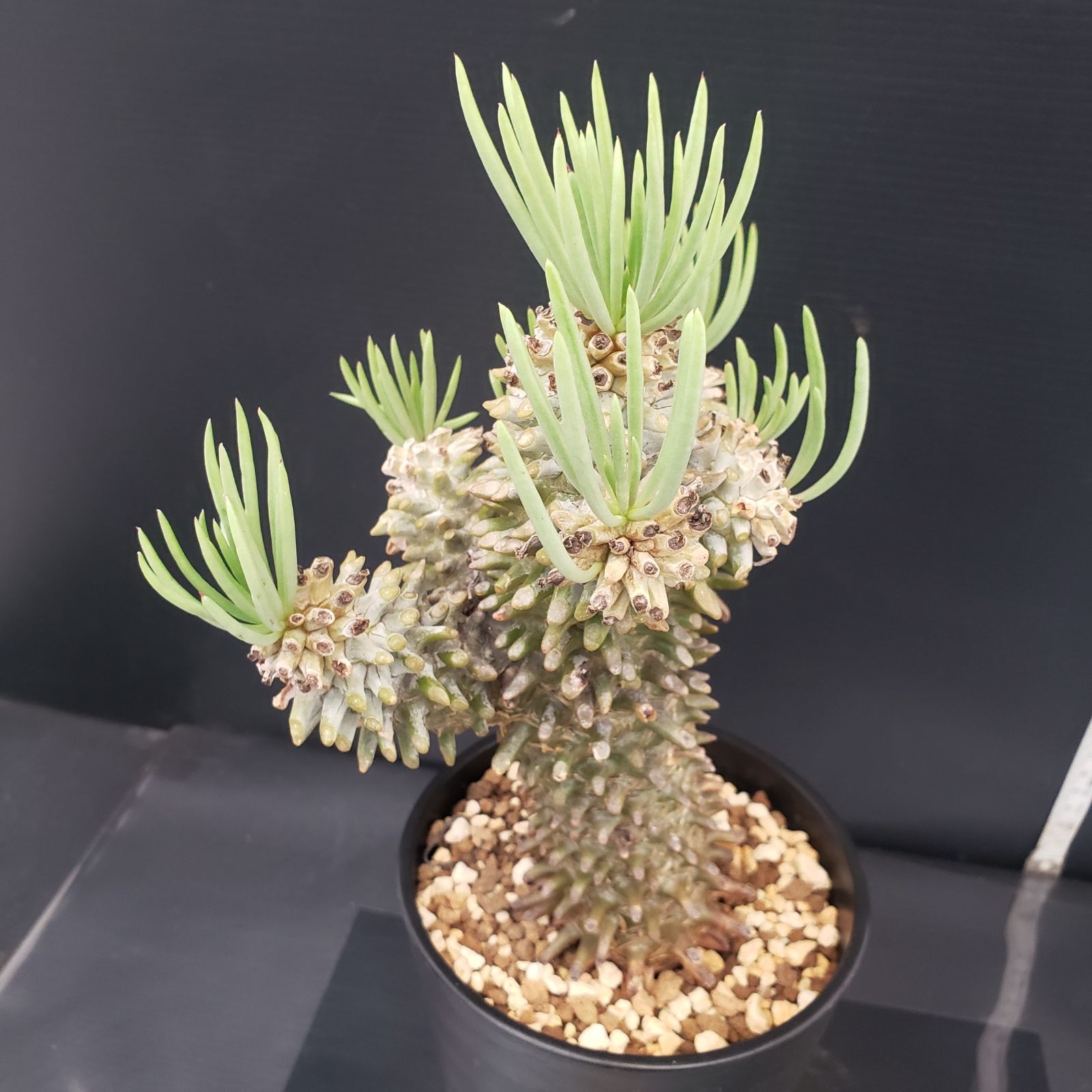 D217【自社養生株】チレコドン ワリチー（現地球・発根株・鉢植え