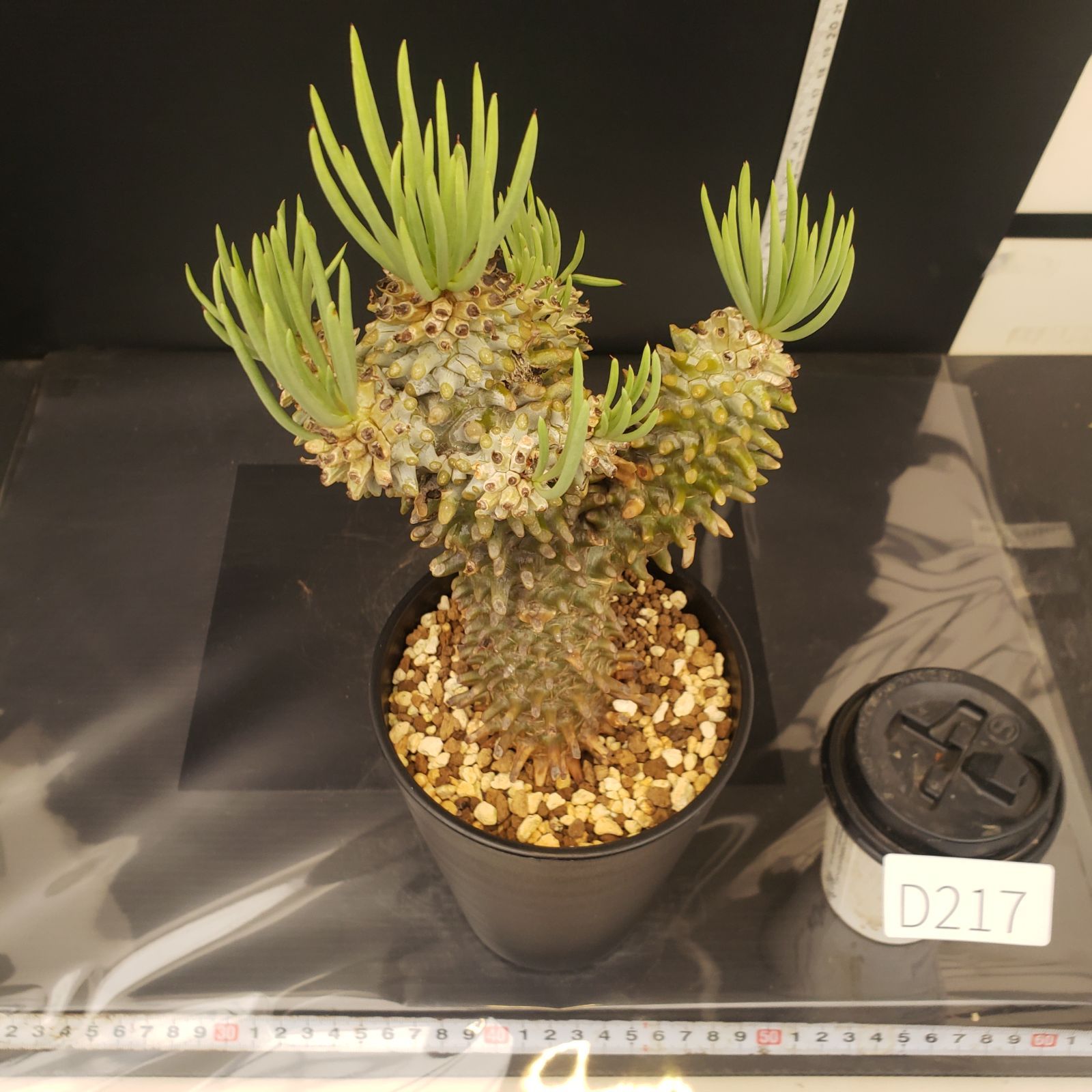 D217【自社養生株】チレコドン ワリチー（現地球・発根株・鉢植え