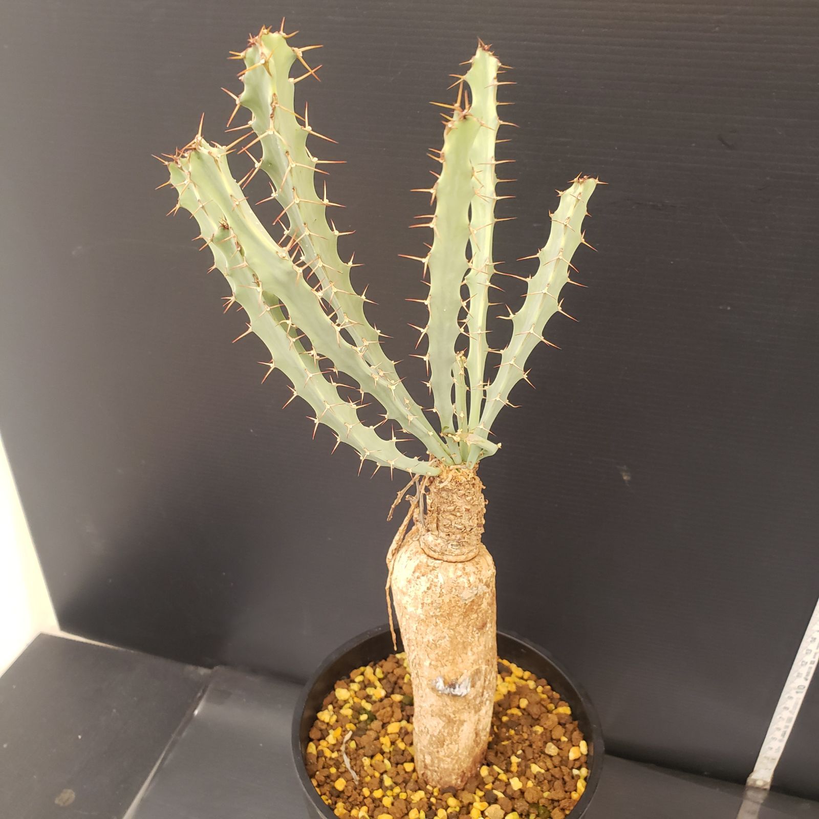 D224【自社養生株】ユーフォルビア ブルアナ（現地球・発根株・鉢植え