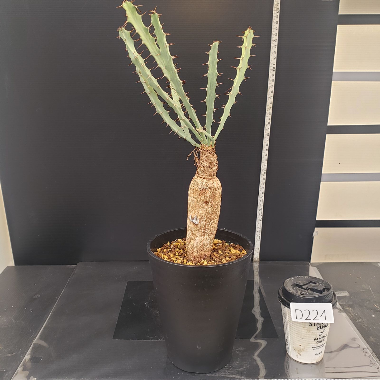 D224【自社養生株】ユーフォルビア ブルアナ（現地球・発根株・鉢植え