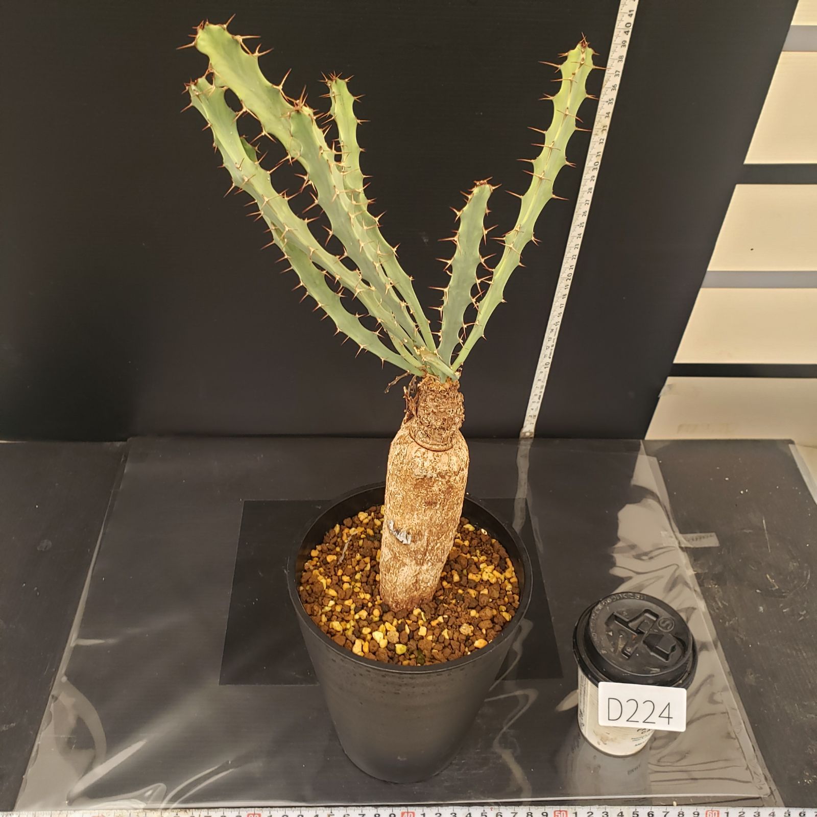 D224【自社養生株】ユーフォルビア ブルアナ（現地球・発根株・鉢植え