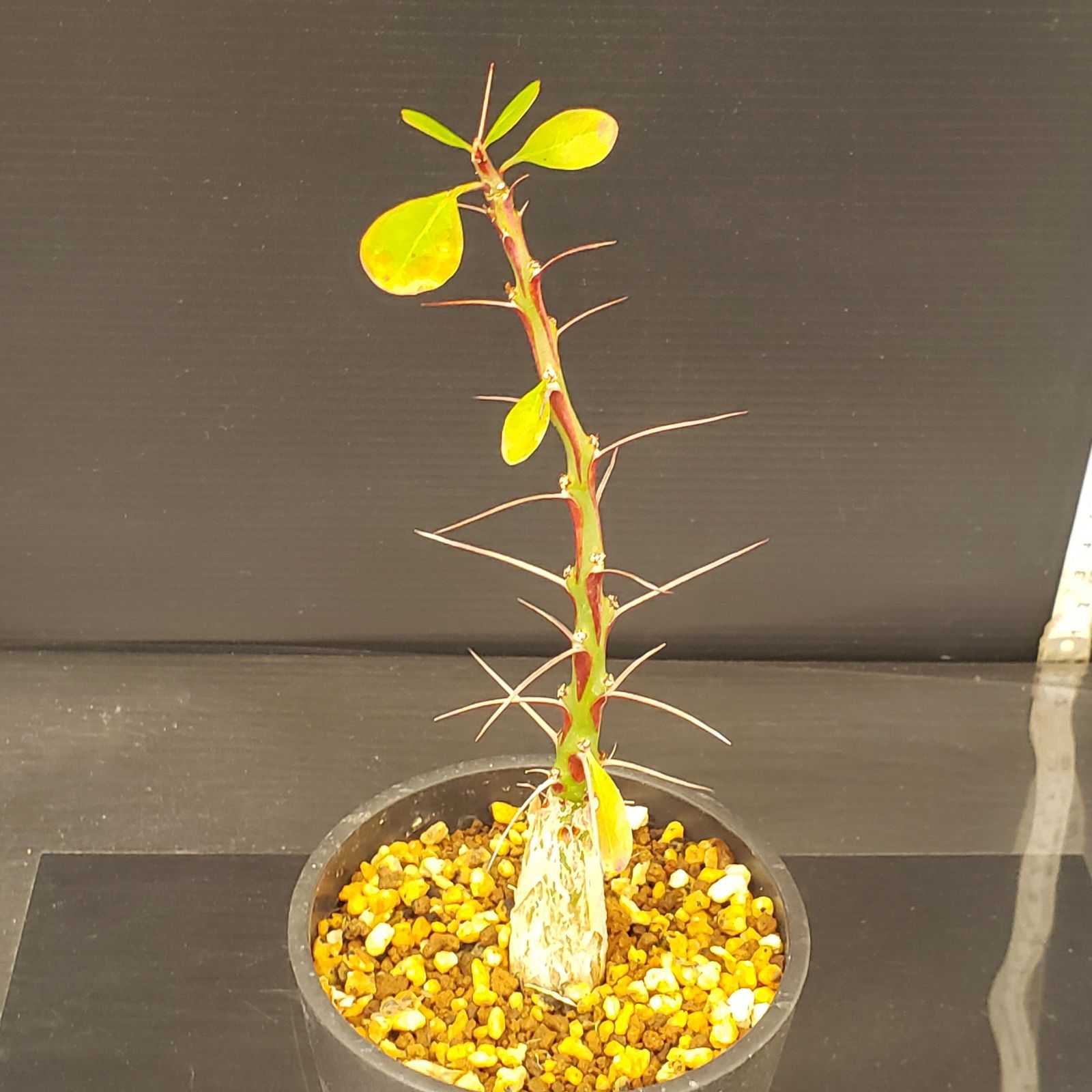 D226【自社養生株】フォークイエリア ファシクラータ（実生・発根株