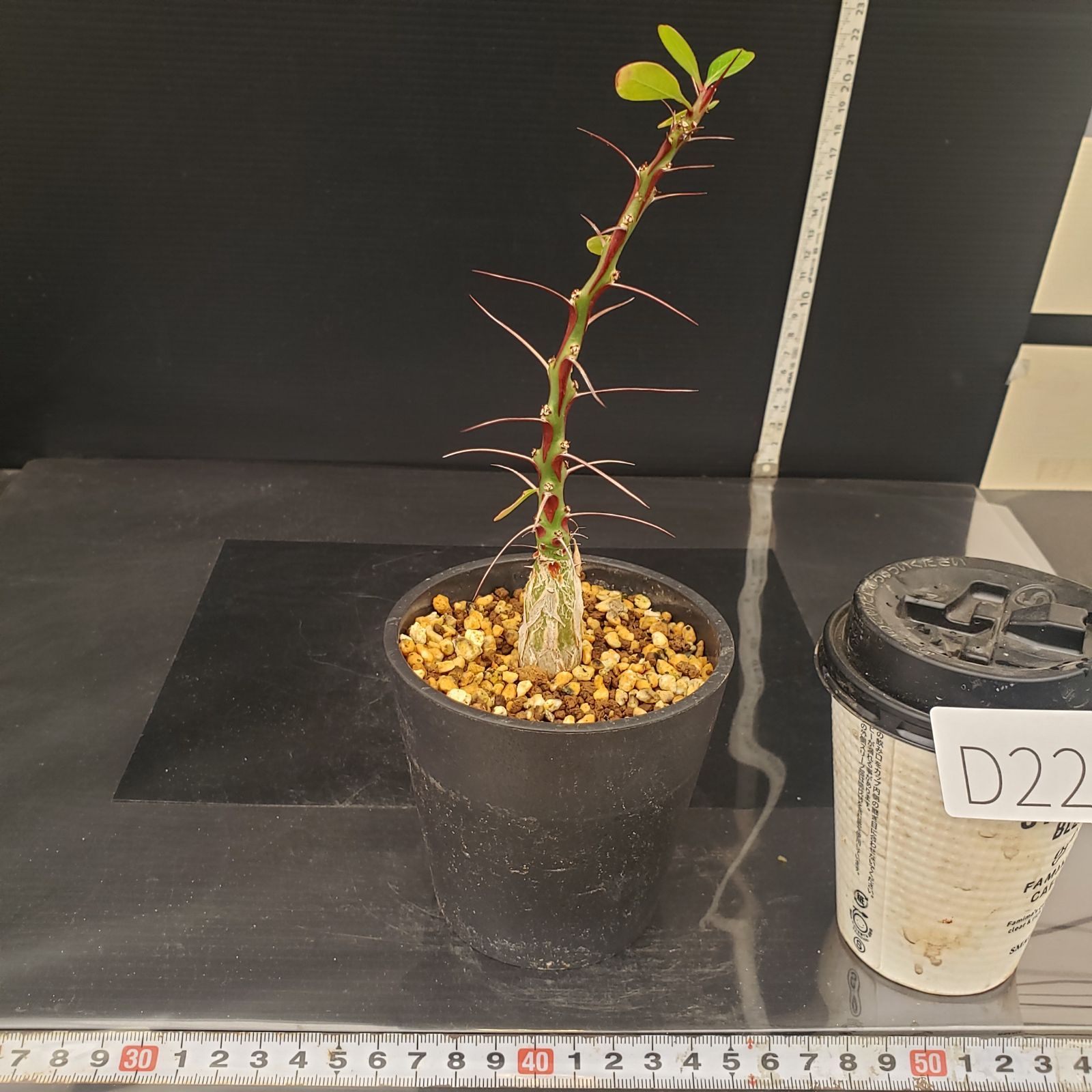 現品限り】フォークイエリア・ファシクラータ【V1】 Fouquieria