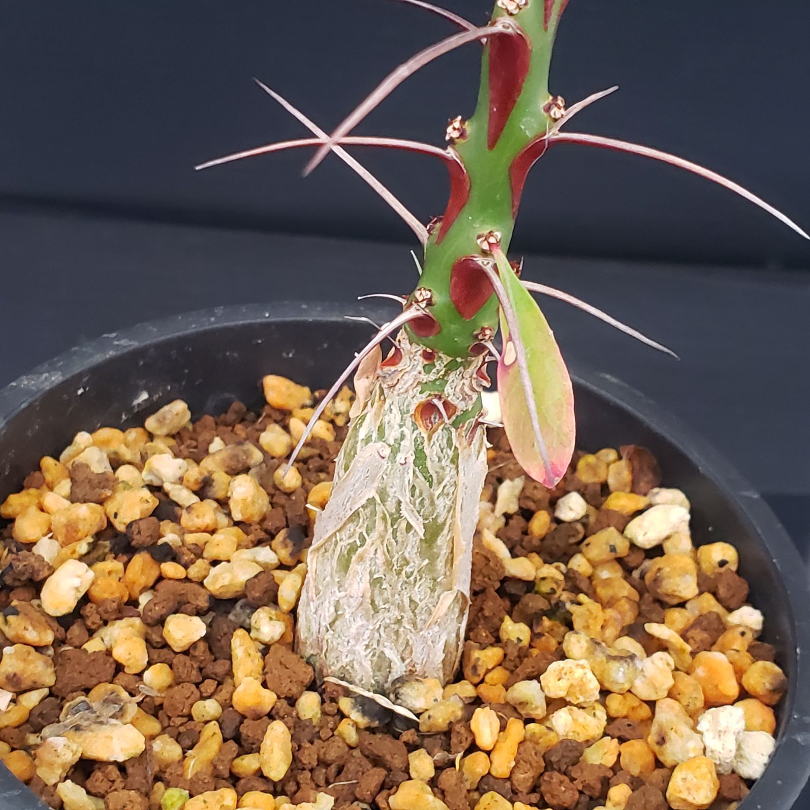 D226【自社養生株】フォークイエリア ファシクラータ（実生・発根株