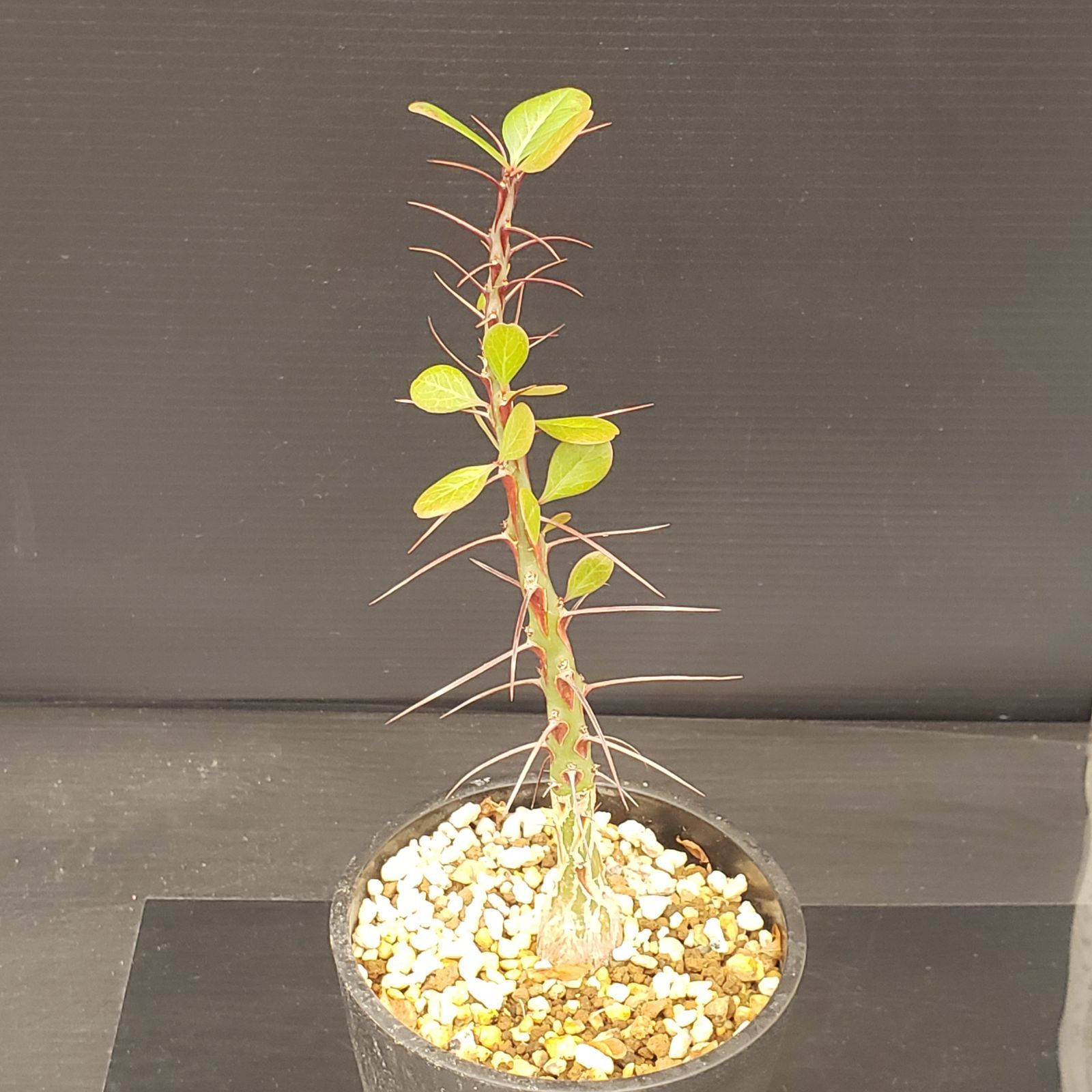 塊根植物 ファシクラータ E085【自社養生株】フォークイエリア ファシクラータ（L）（実生・発