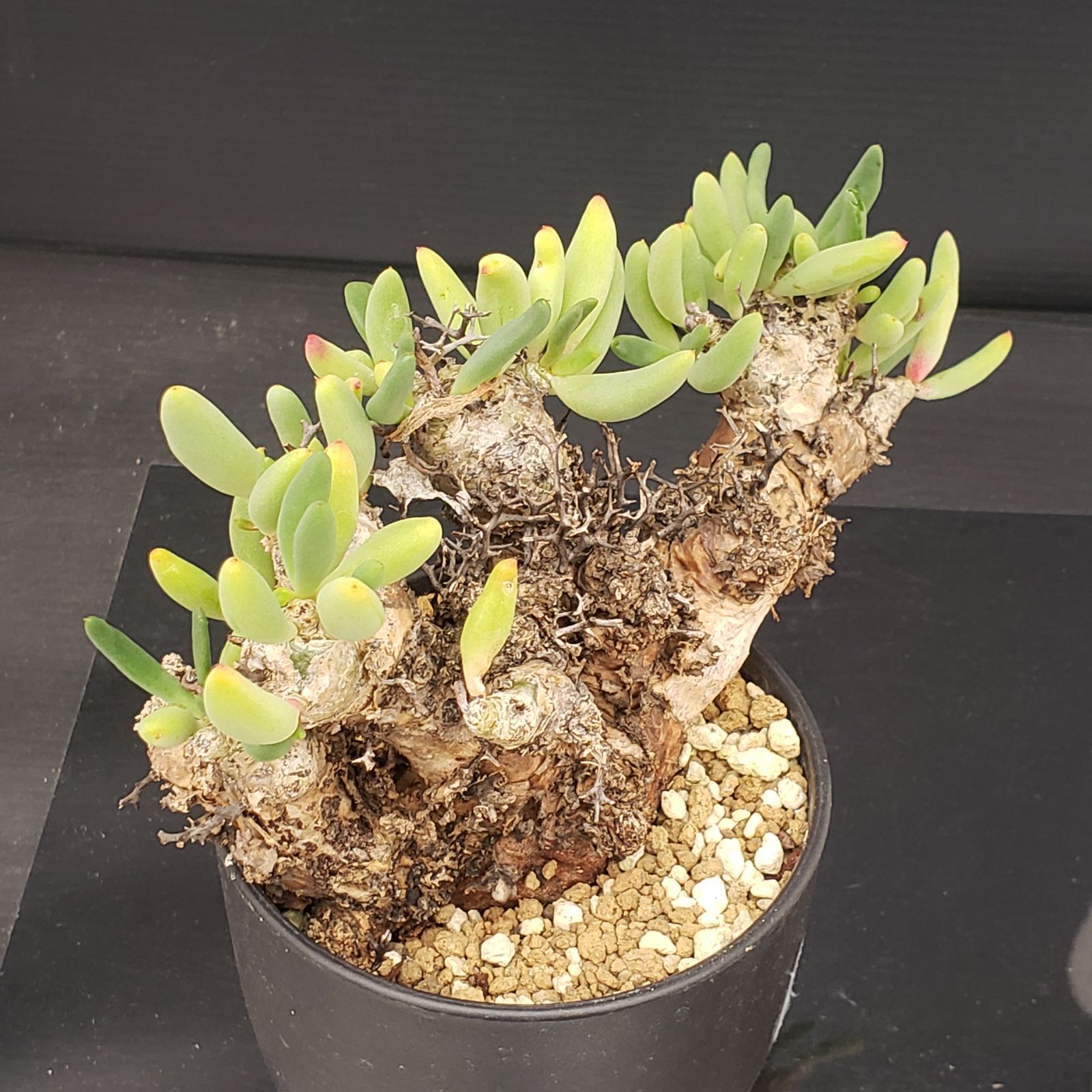 サマーセール！ 大株 万物想 チレコドン レティキュラータス 現地株 現地球 D235【自社養生株】チレコドン レティキュラータス 万物想（現地球・発