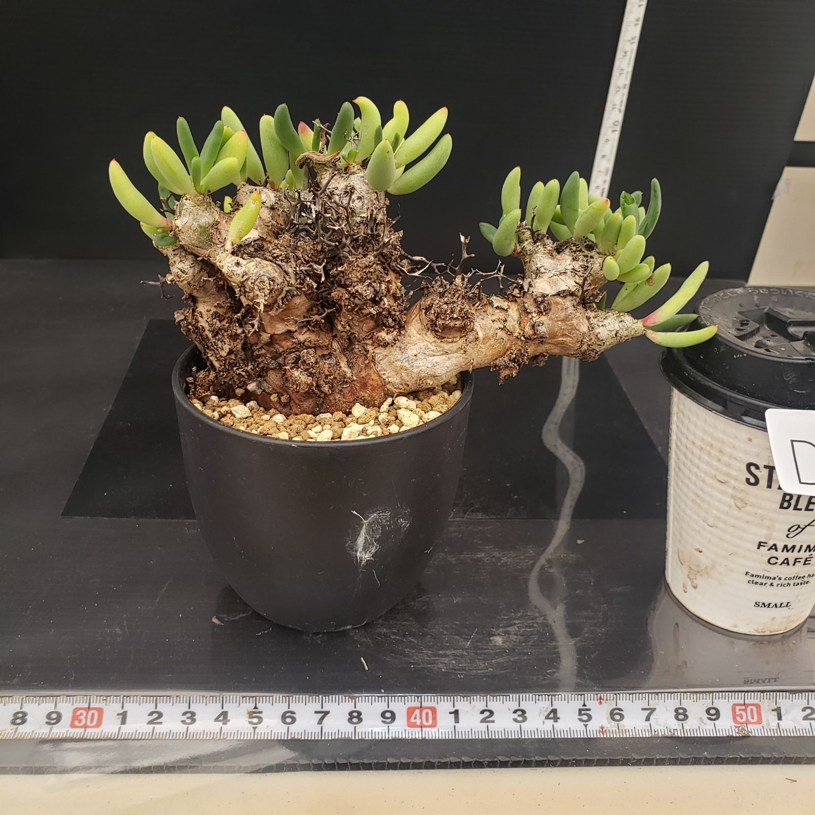 チレコドン　レティキュラータス　万物想　実生苗　開花株 チレコドン万物想の基本情報・育て方｜多肉植物・サボテン図鑑