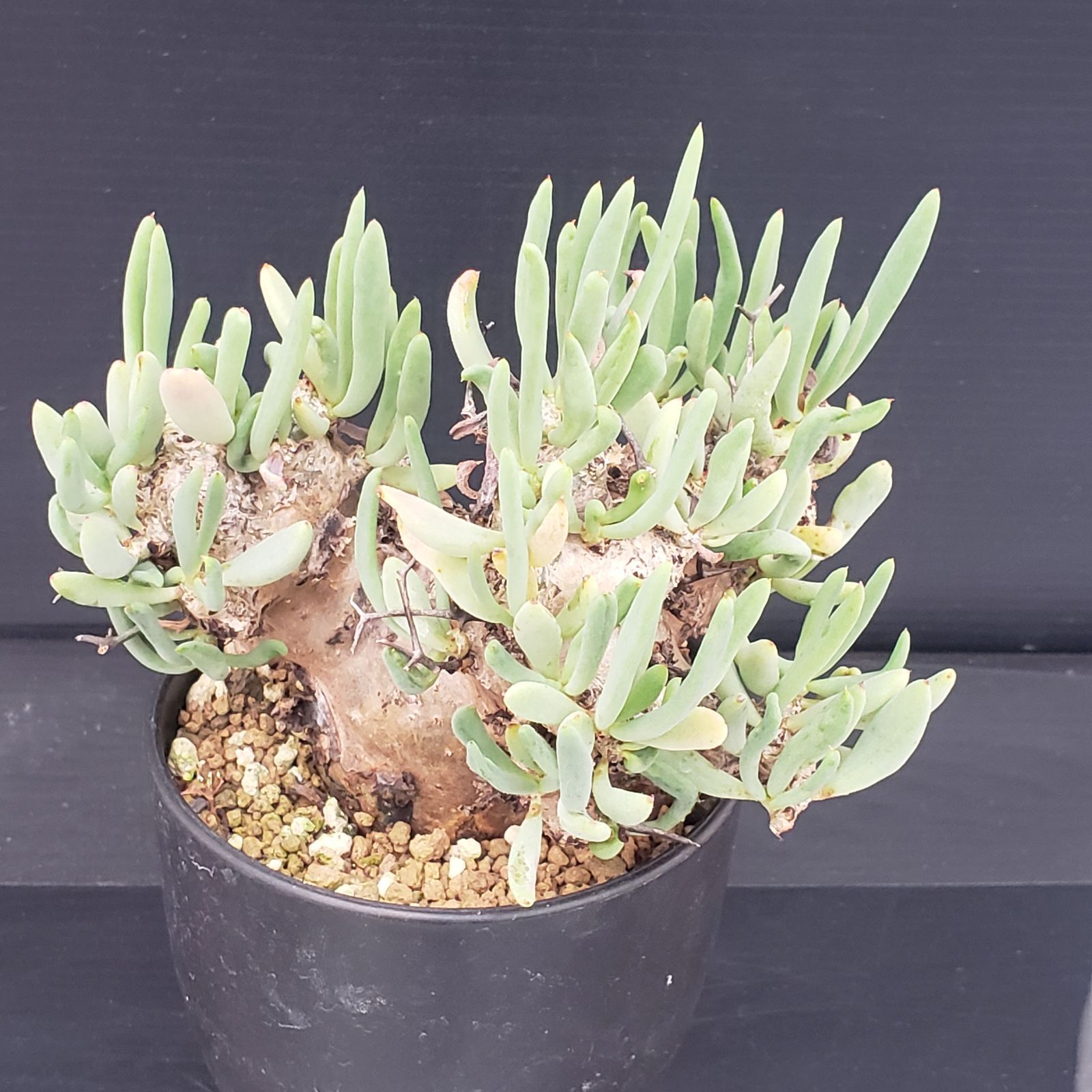 D236【自社養生株】チレコドン レティキュラータス 万物想（現地球・発