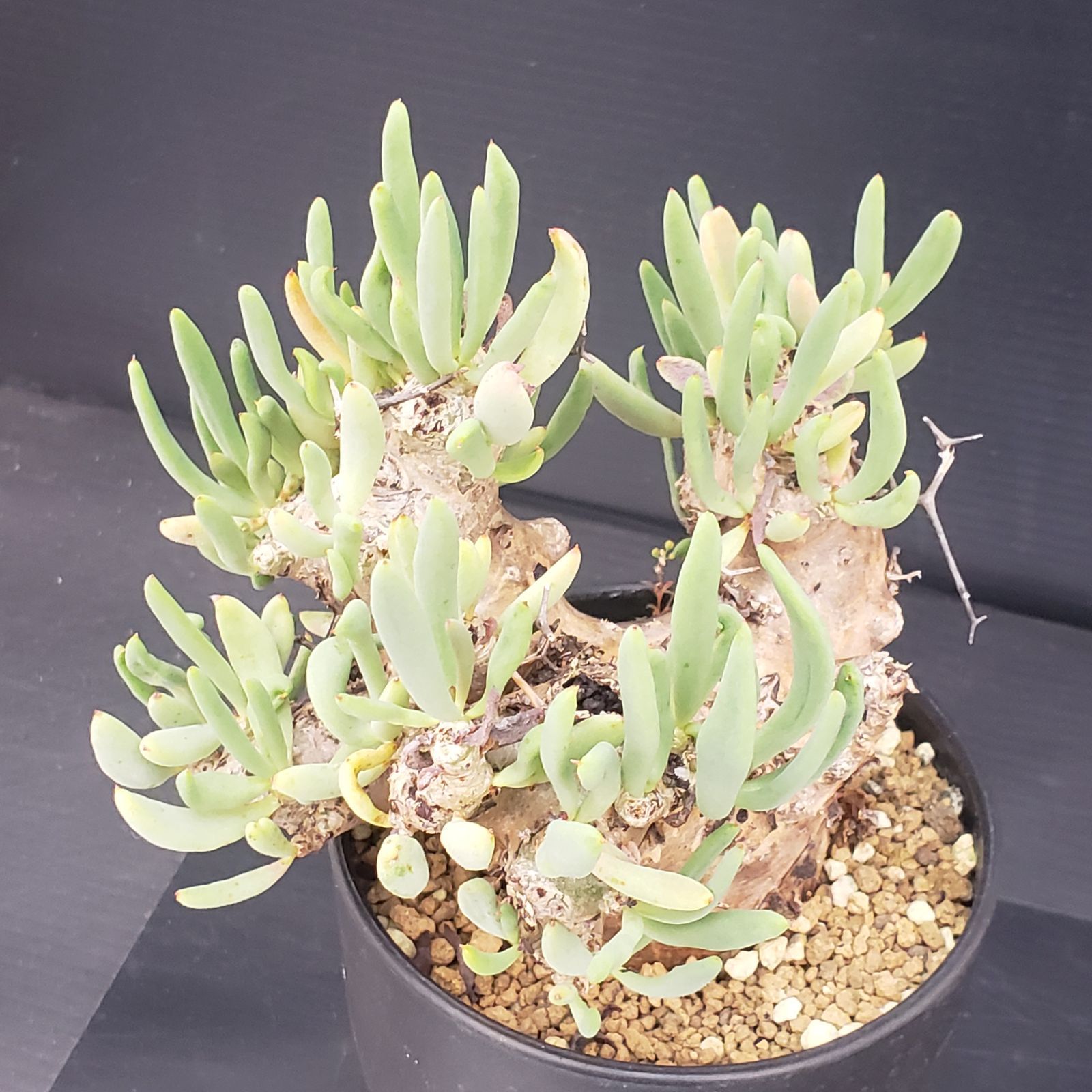 D236【自社養生株】チレコドン レティキュラータス 万物想（現地球・発