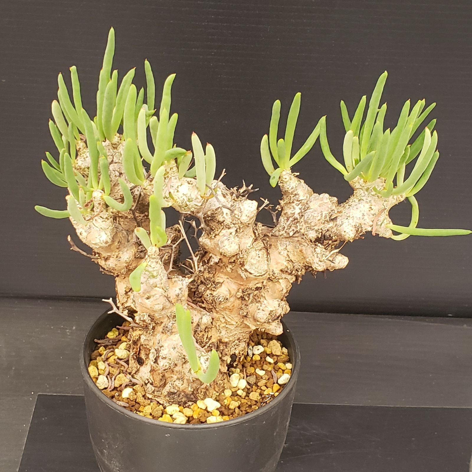 D237【自社養生株】チレコドン レティキュラータス 万物想（現地球・発