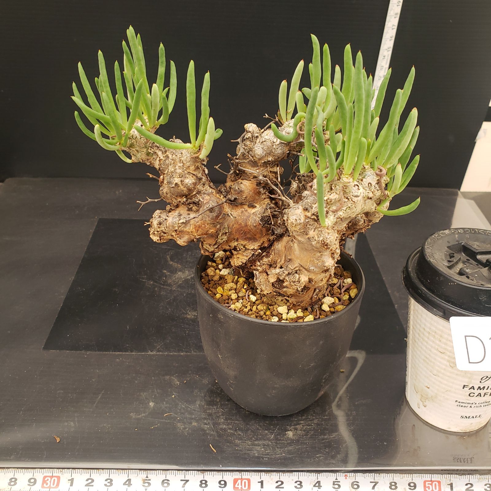 産地つき レア)オトンナ チレコドン 塊根色々8種1個ずつセット 産地