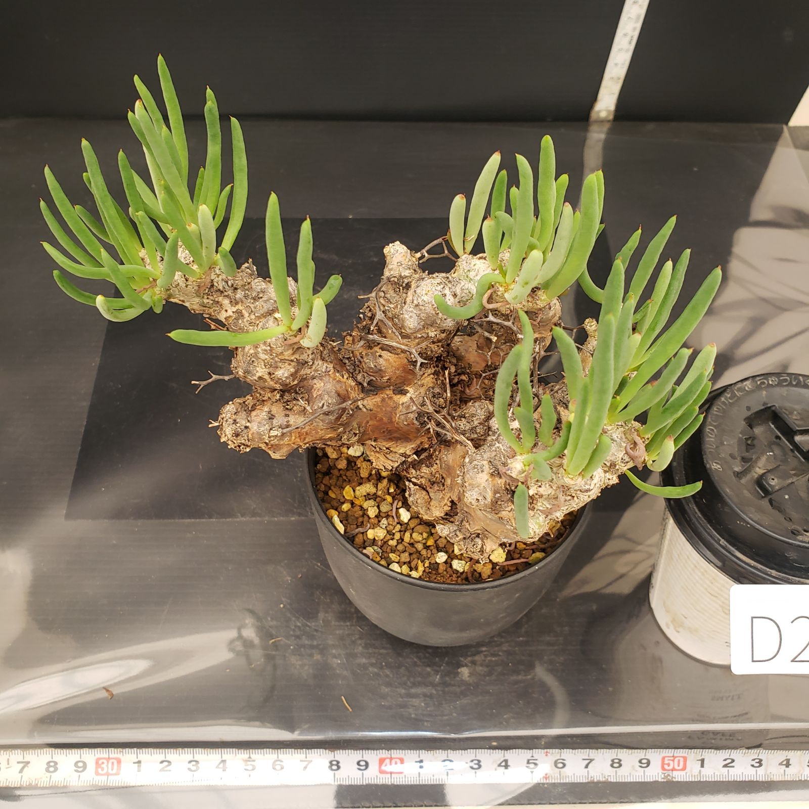 万物想　チレコドン　レティキュラータス 現地球　塊根植物 D347【自社養生株】チレコドン レティキュラータス 万物想（現地球・発