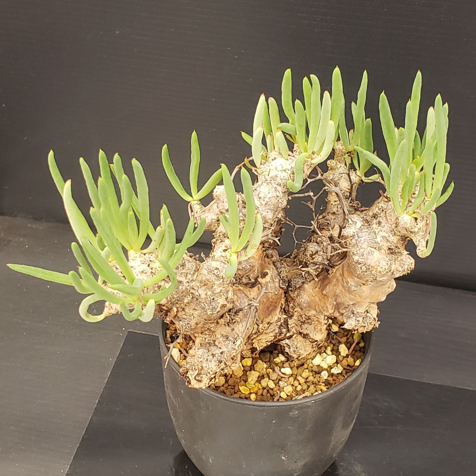 D237【自社養生株】チレコドン レティキュラータス 万物想（現地球・発