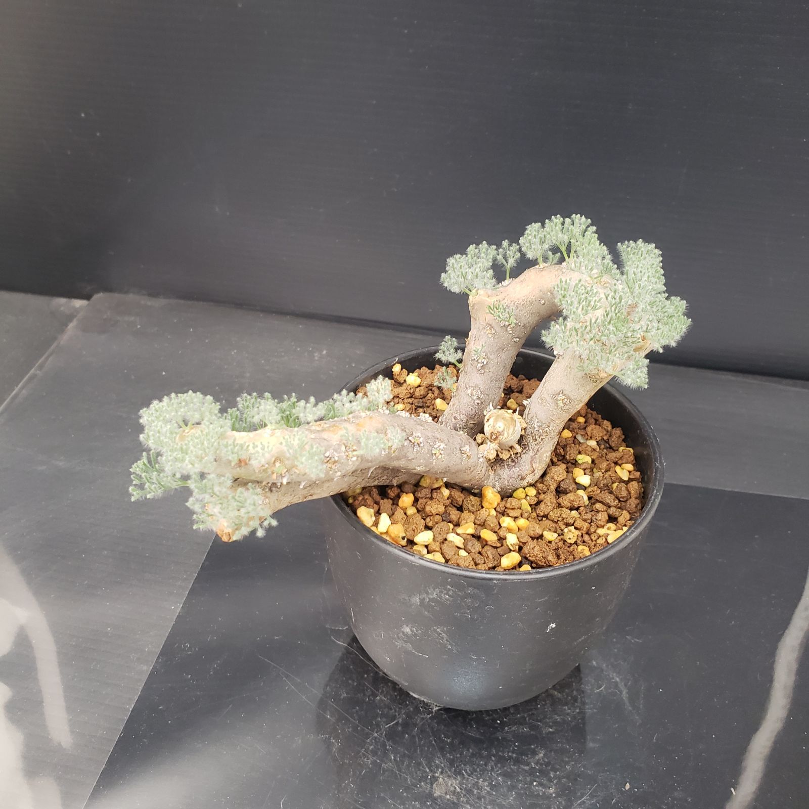 モンソニア ムルチフィダ 大株 発根管理中 D241自社養生株モンソニア