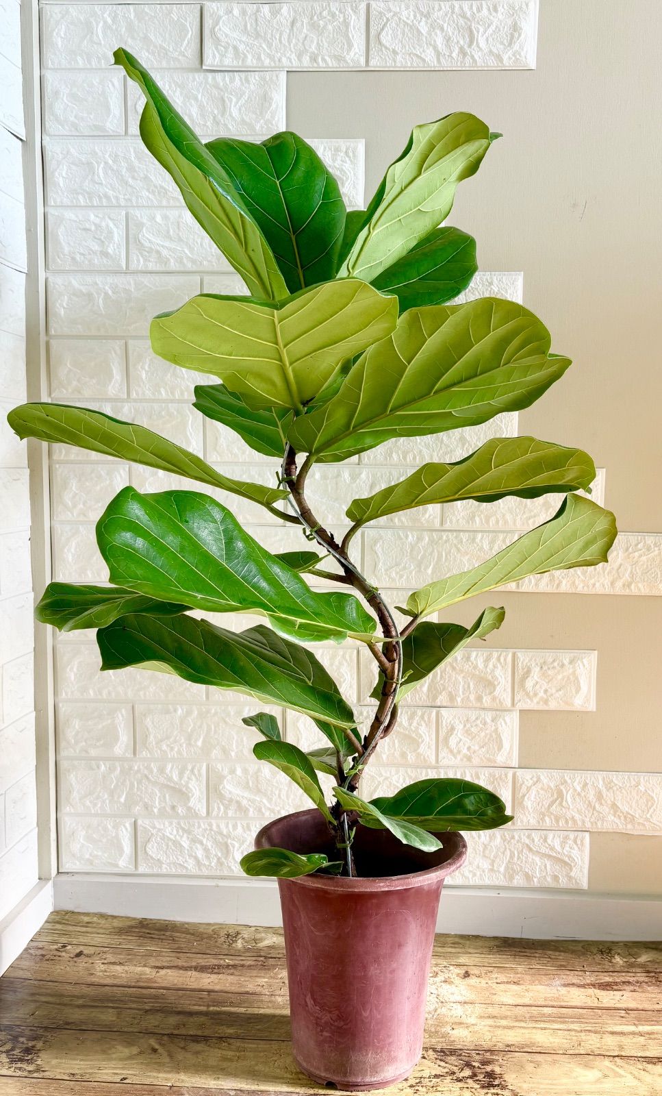 週末値下☆卒入学☆エンフォルド☆ジャンプスーツ オールインワン