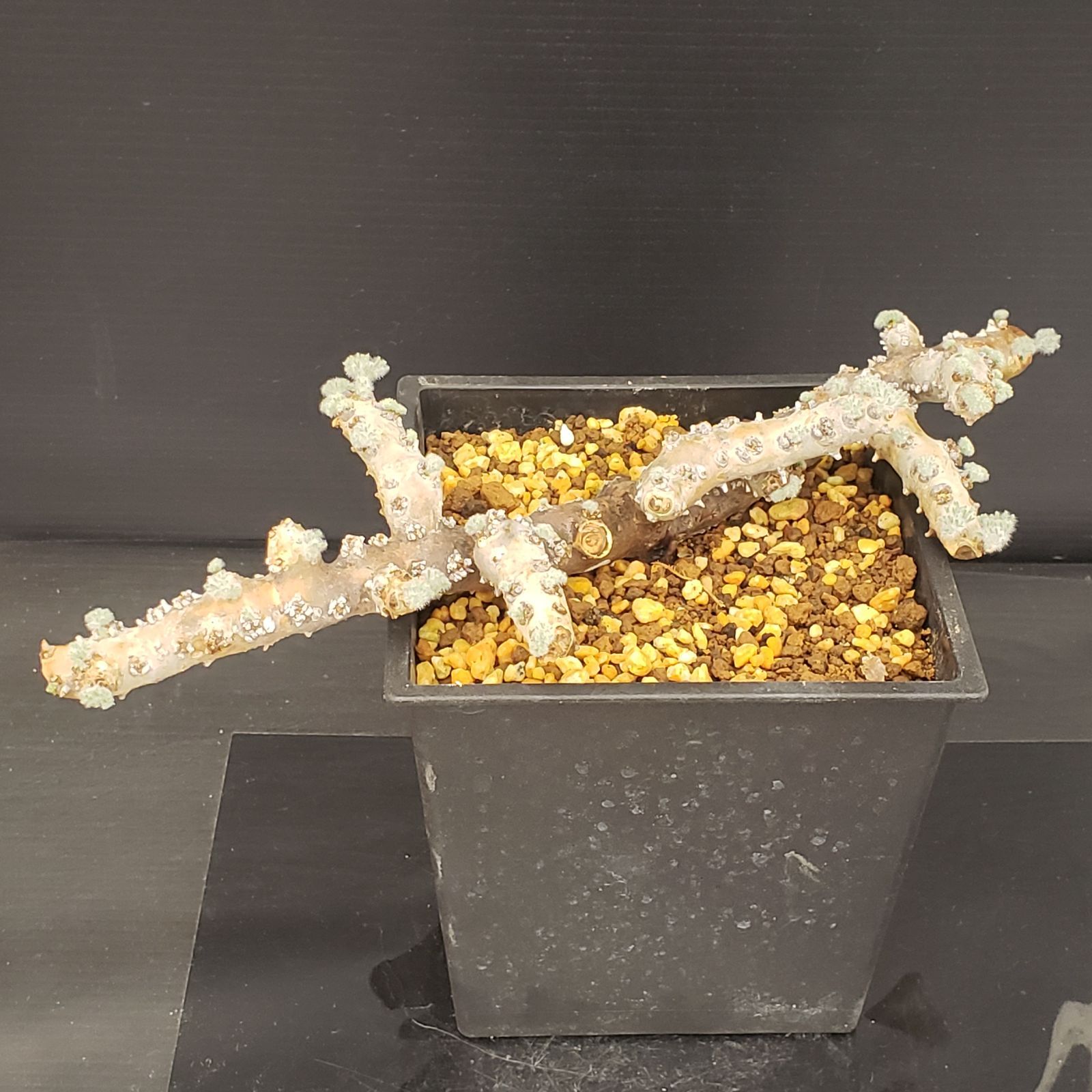 D244【自社養生株】モンソニア ムルチフィダ（現地球・発根株・鉢植え