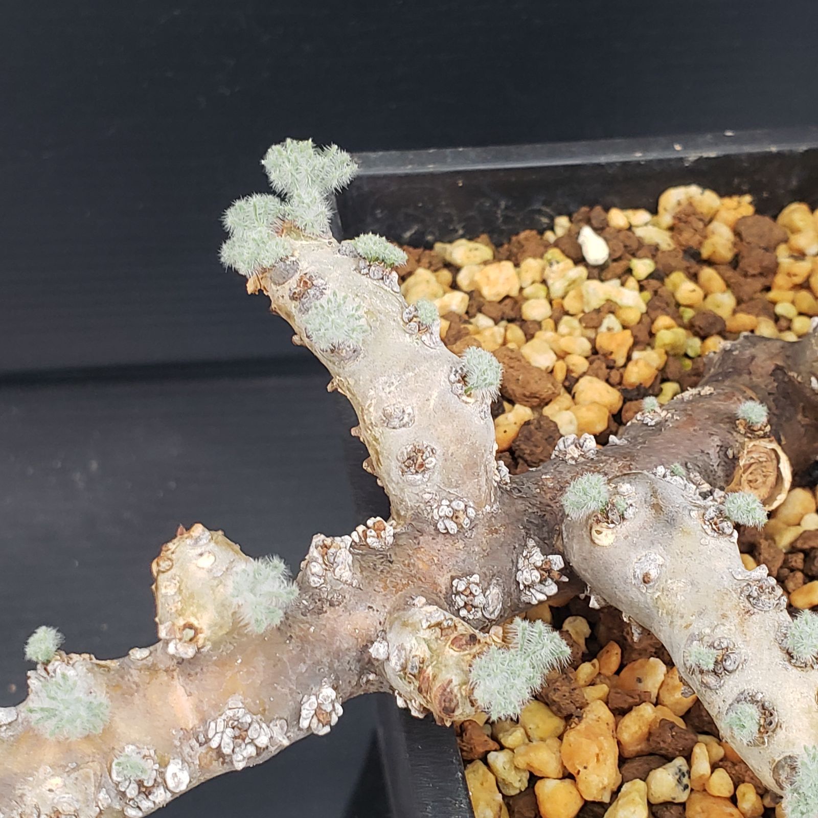 D244【自社養生株】モンソニア ムルチフィダ（現地球・発根株・鉢植え